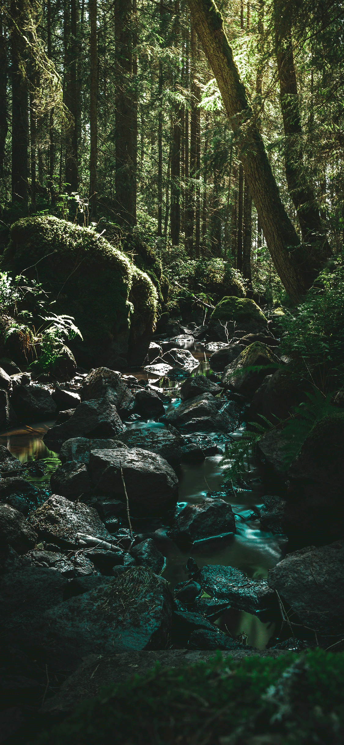 Dark Green Forest Wallpapers