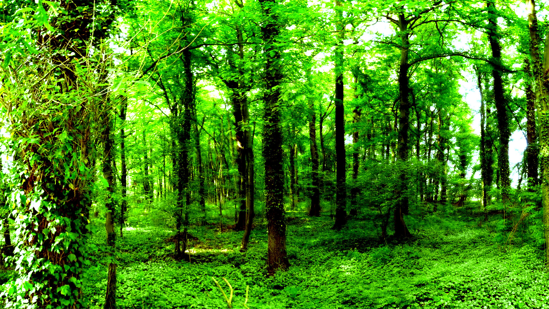 Dark Green Forest Wallpapers