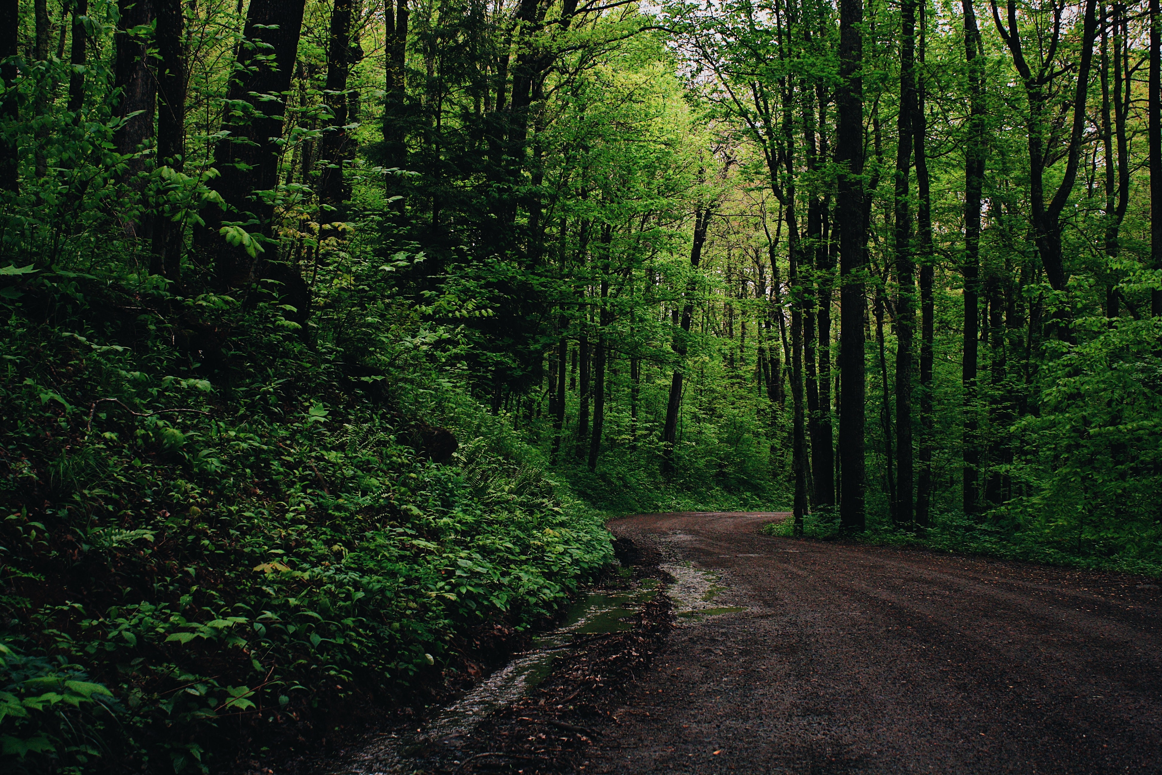 Dark Green Forest Wallpapers