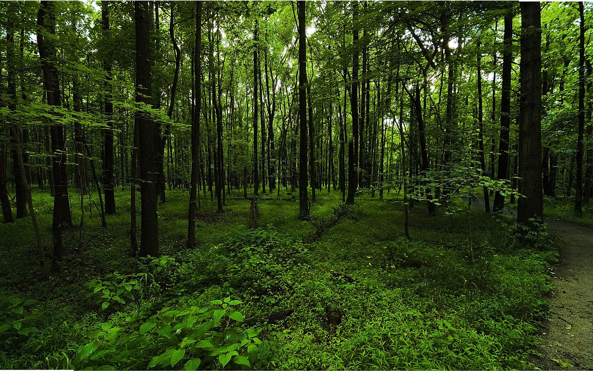 Dark Green Forest Wallpapers