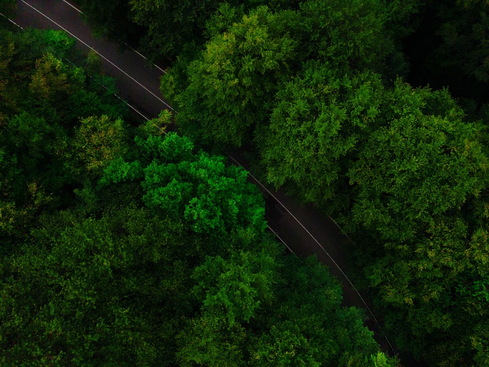 Dark Green Forest Wallpapers