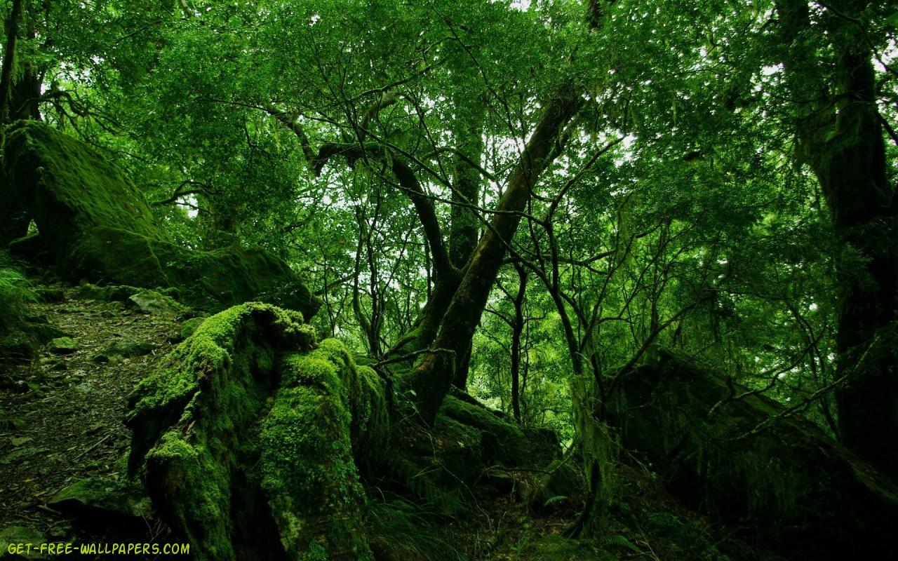 Dark Green Forest Wallpapers