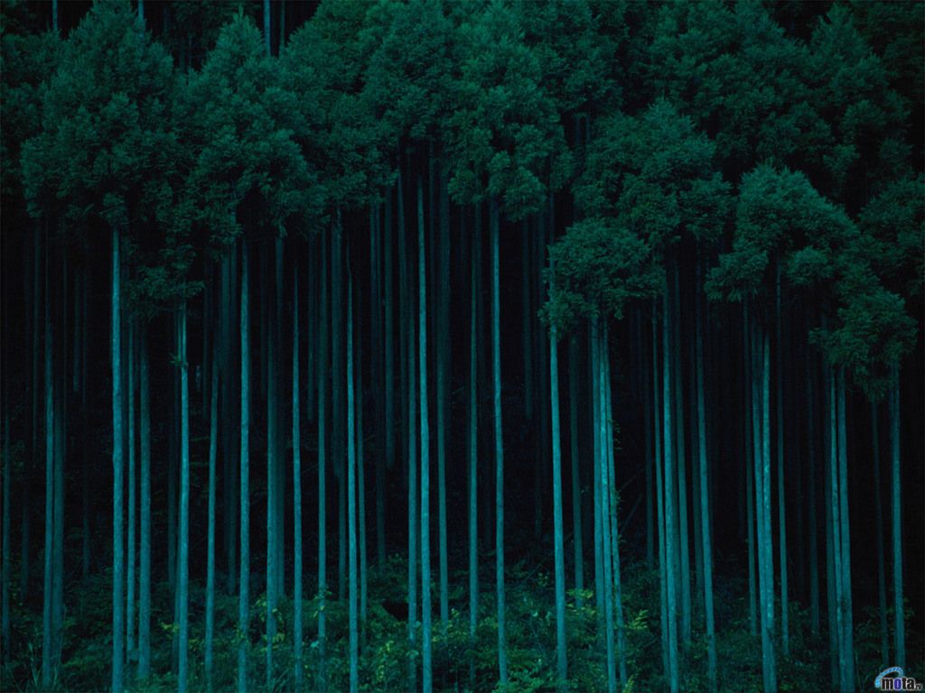 Dark Green Forest Wallpapers