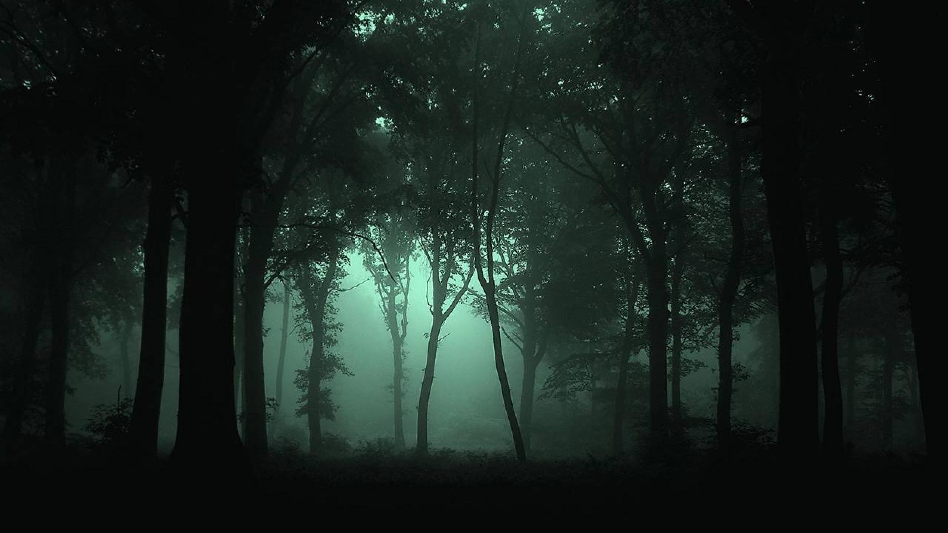 Dark Green Forest Wallpapers