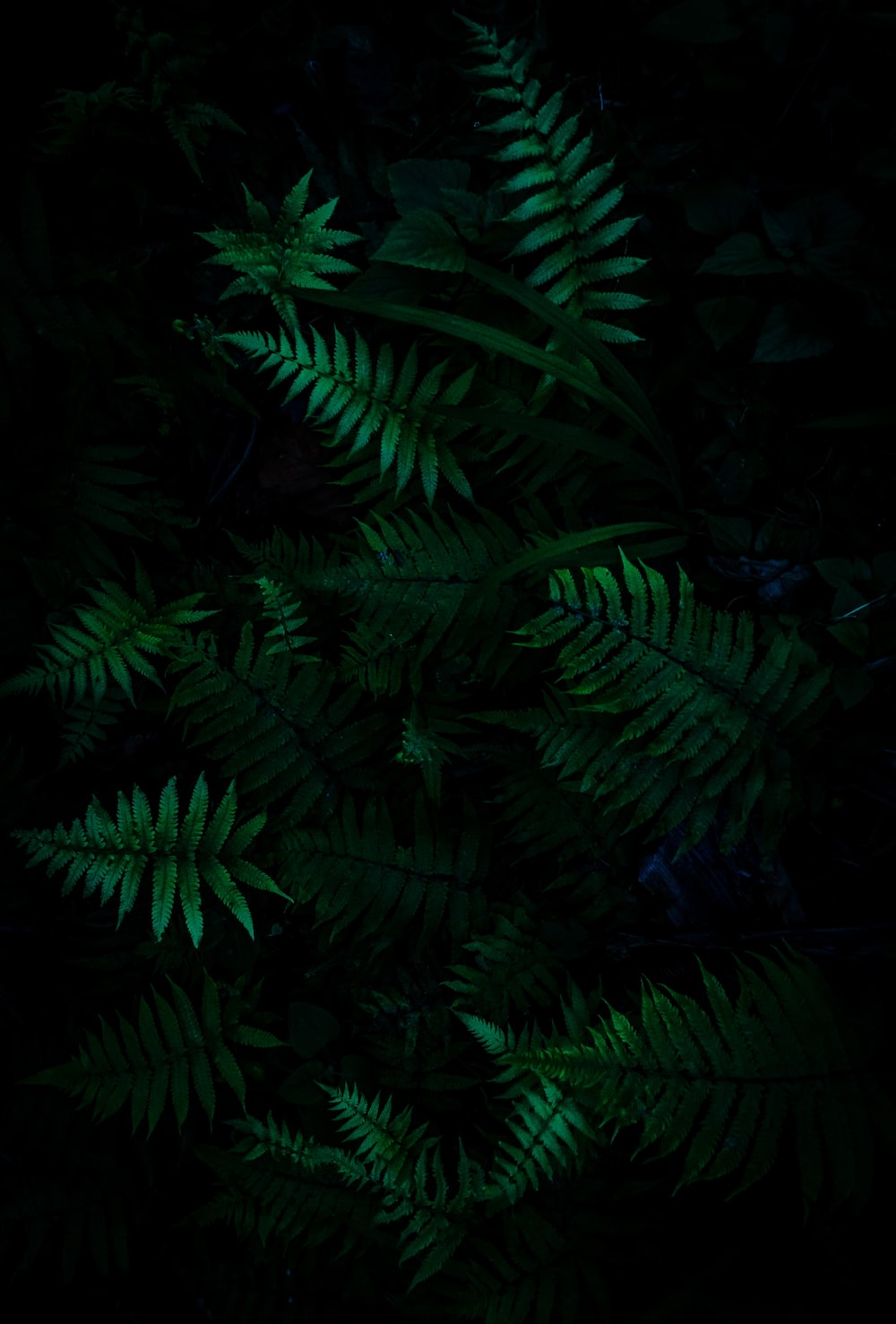 Dark Green Forest Wallpapers