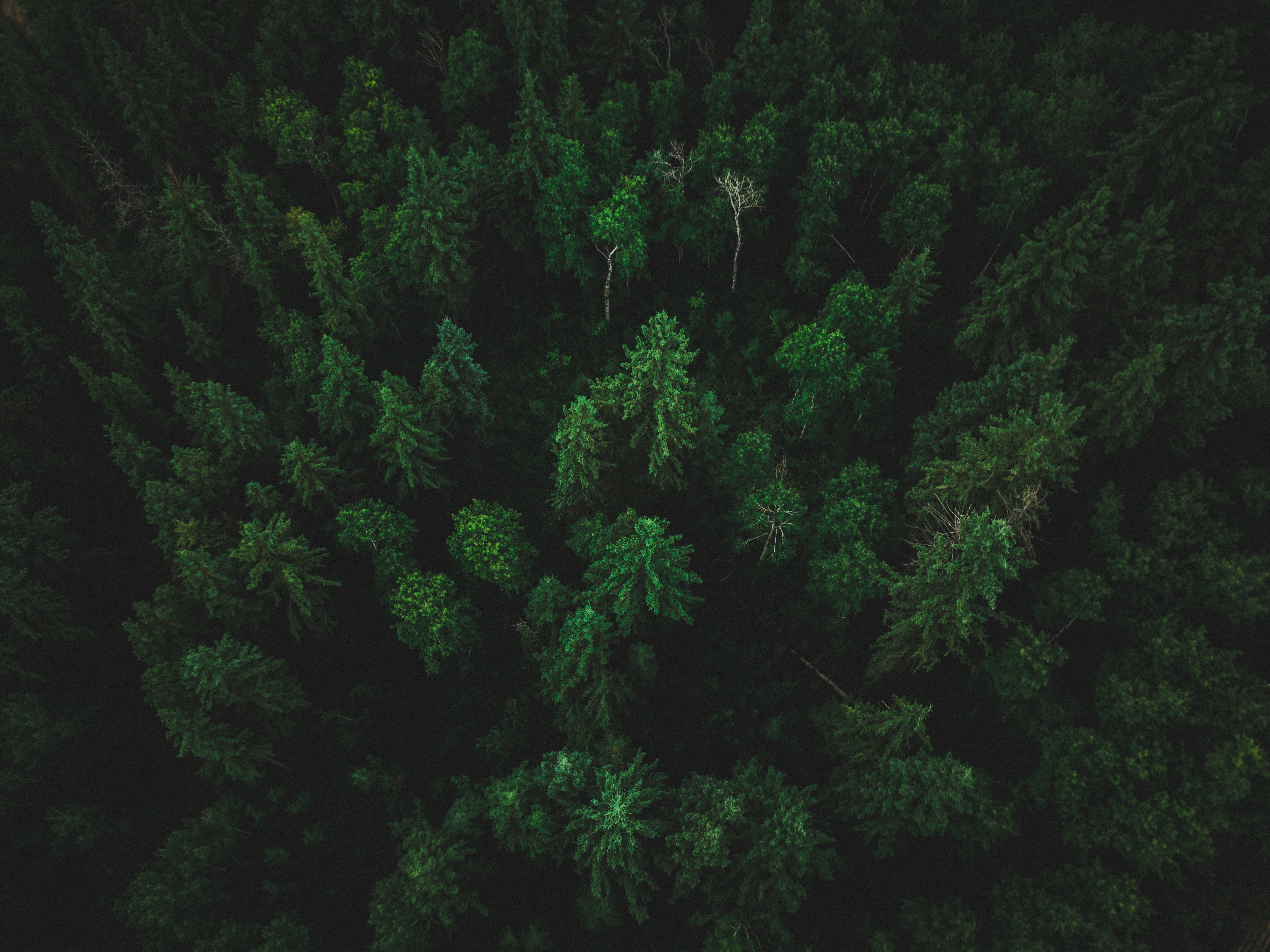 Dark Green Forest Wallpapers