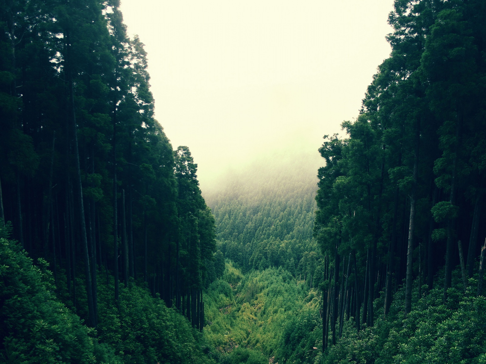 Dark Green Forest Wallpapers