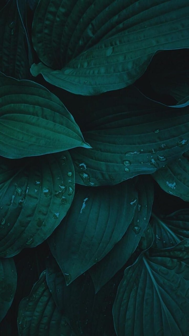 Dark Green Leaf Wallpapers