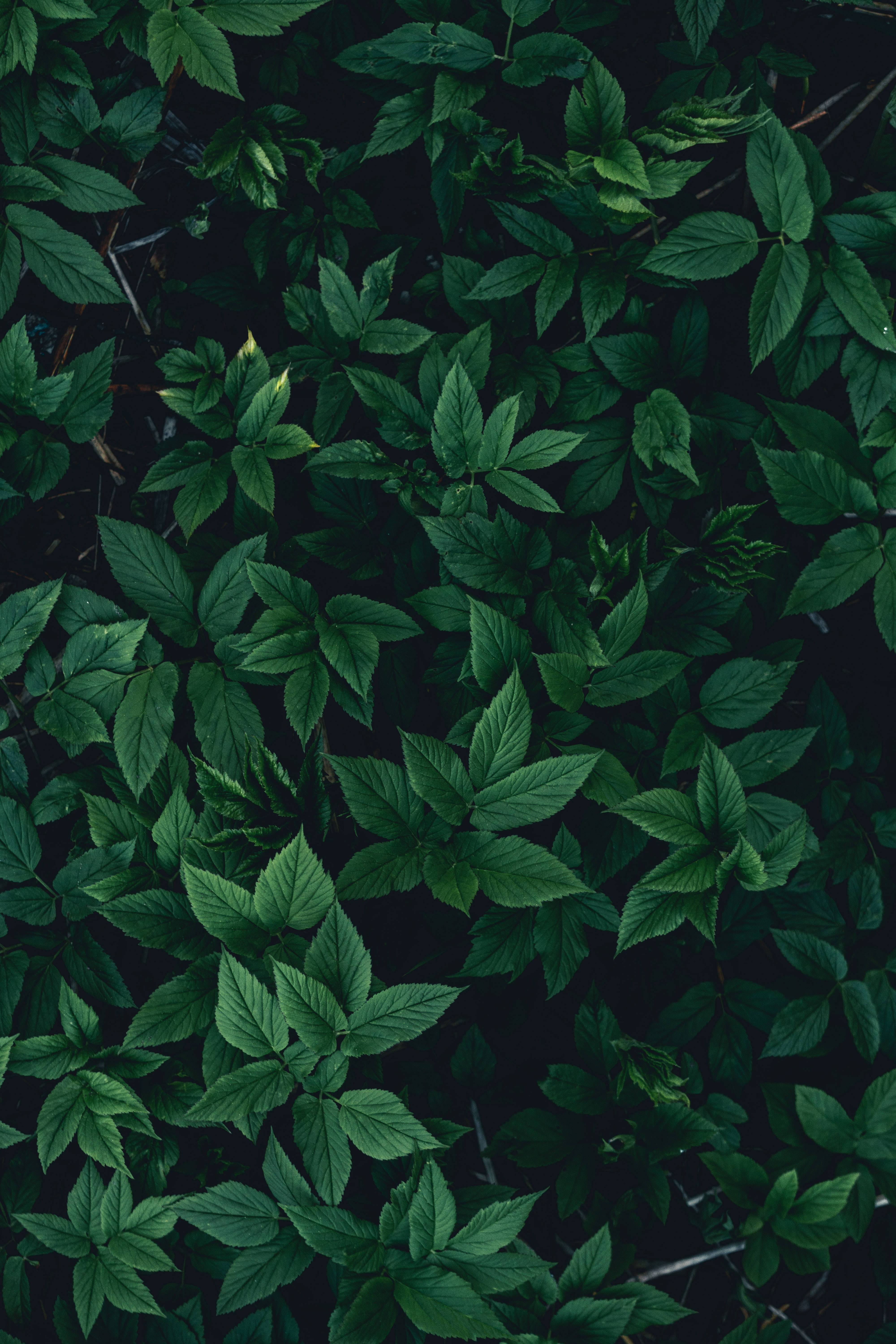 Dark Green Leaf Wallpapers