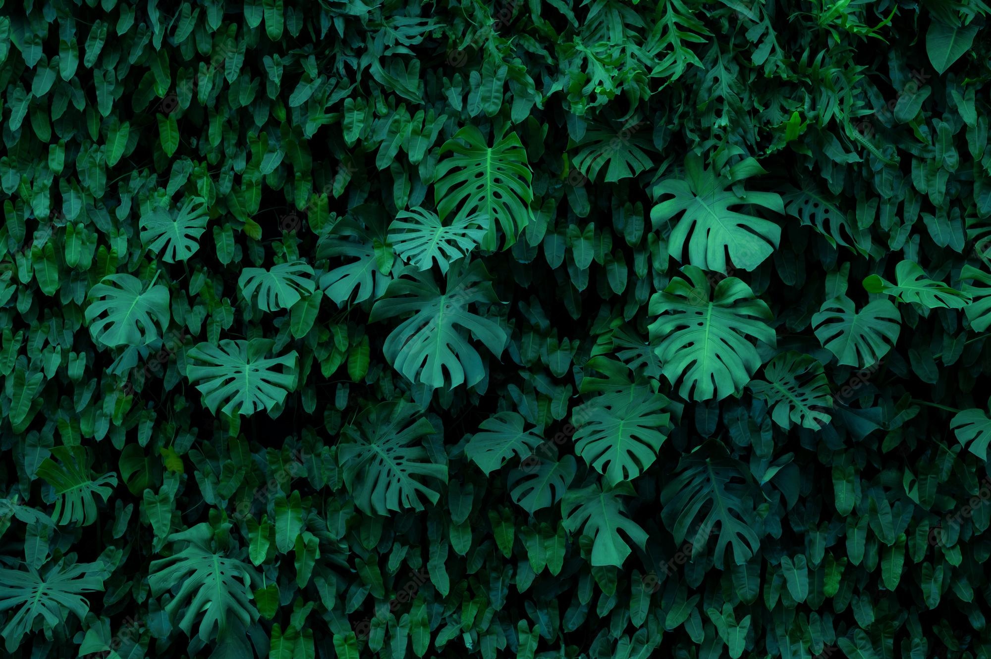 Dark Green Leaf Wallpapers