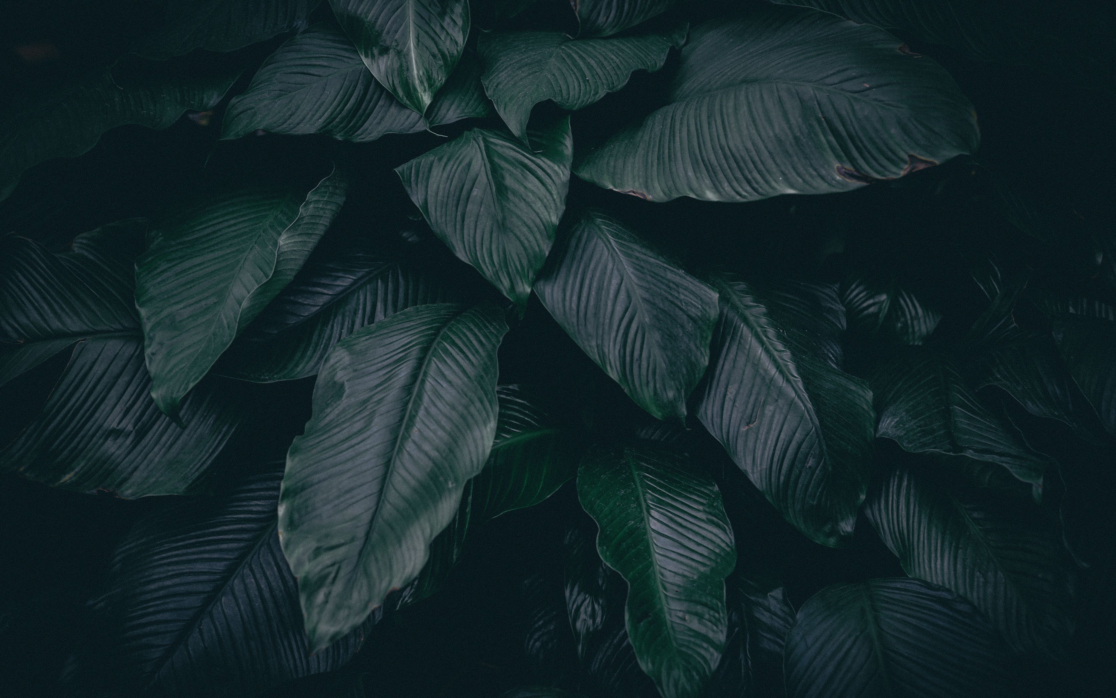 Dark Green Leaf Wallpapers