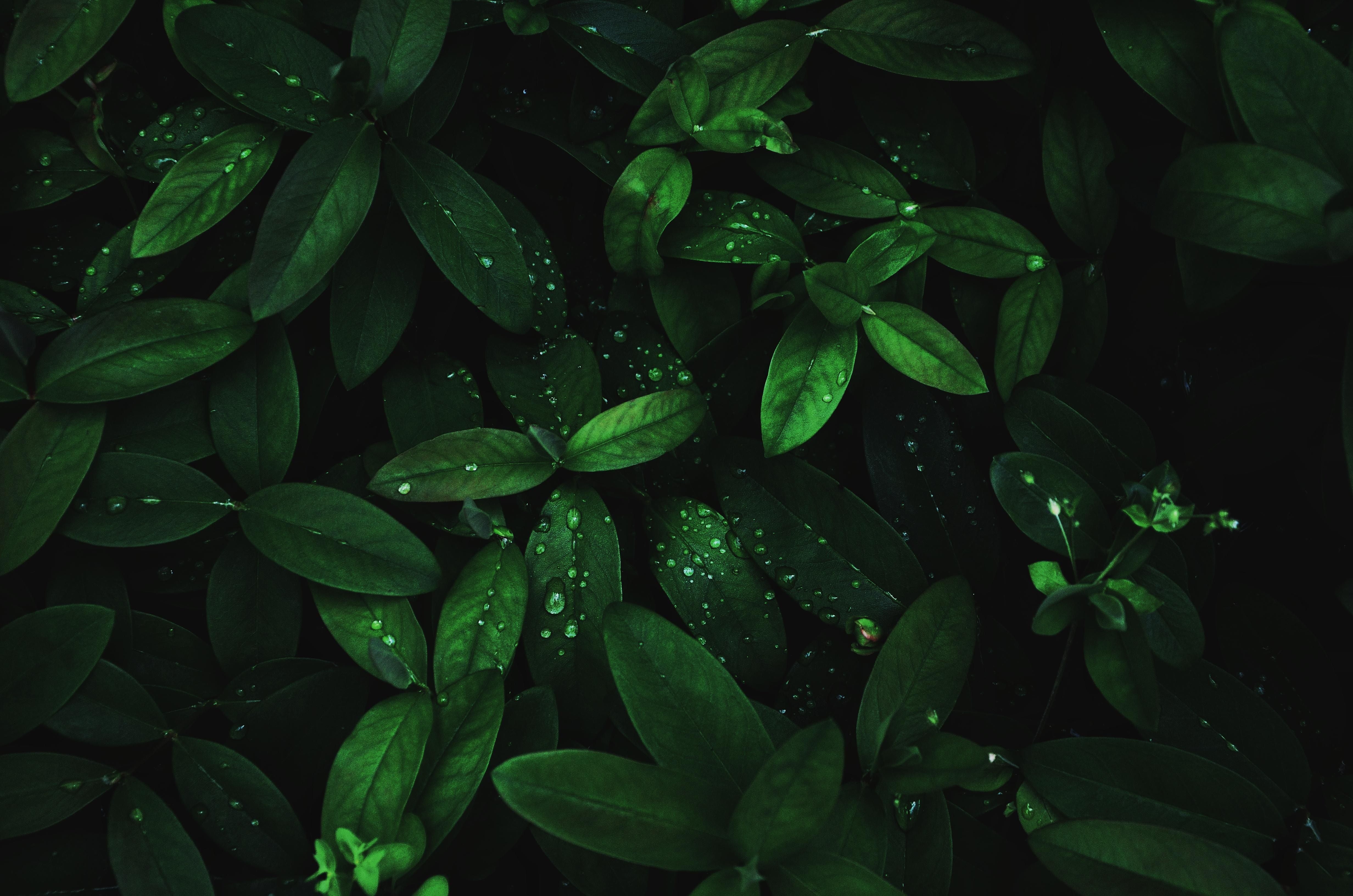 Dark Green Leaf Wallpapers