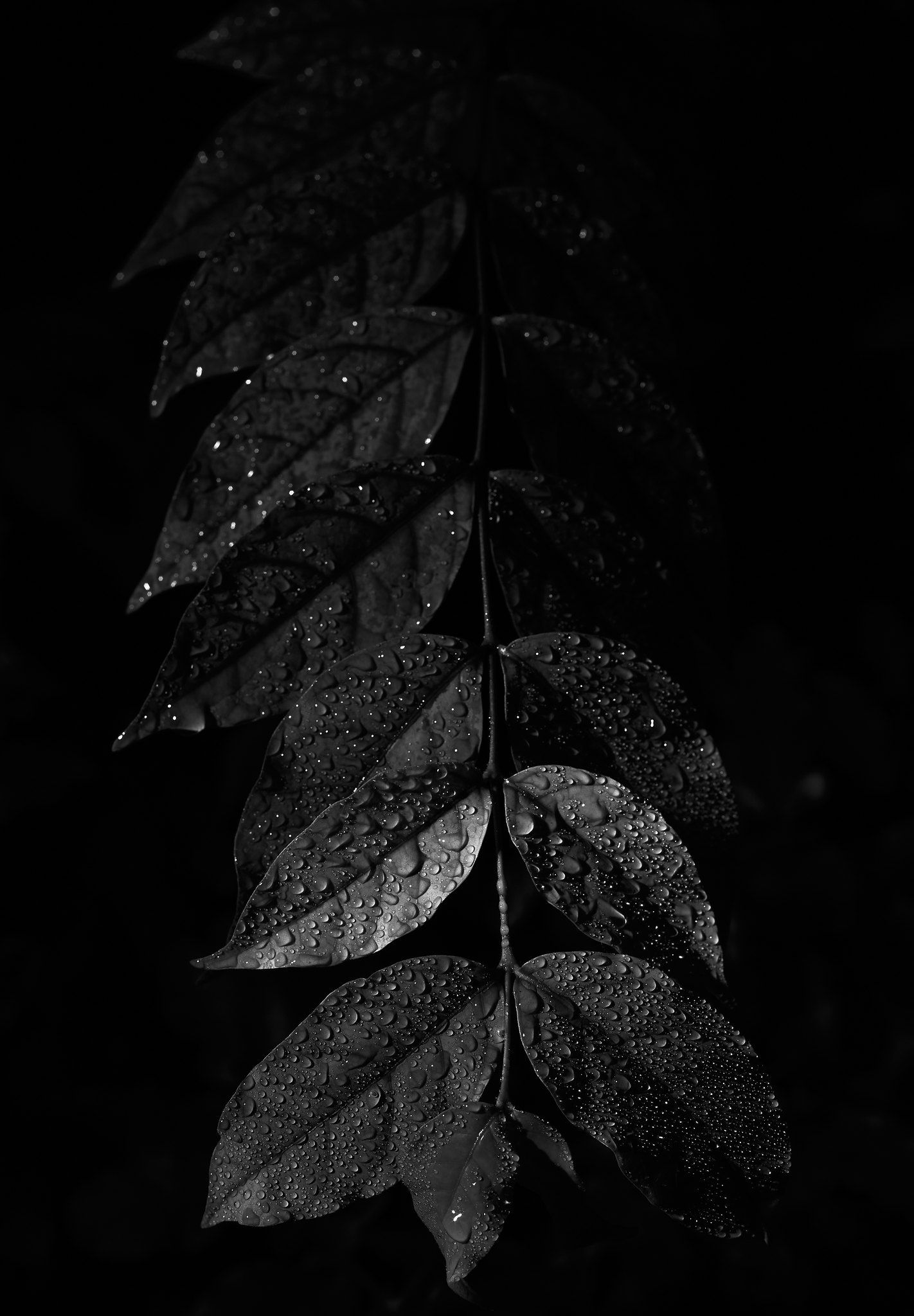 Dark Leaf Wallpapers