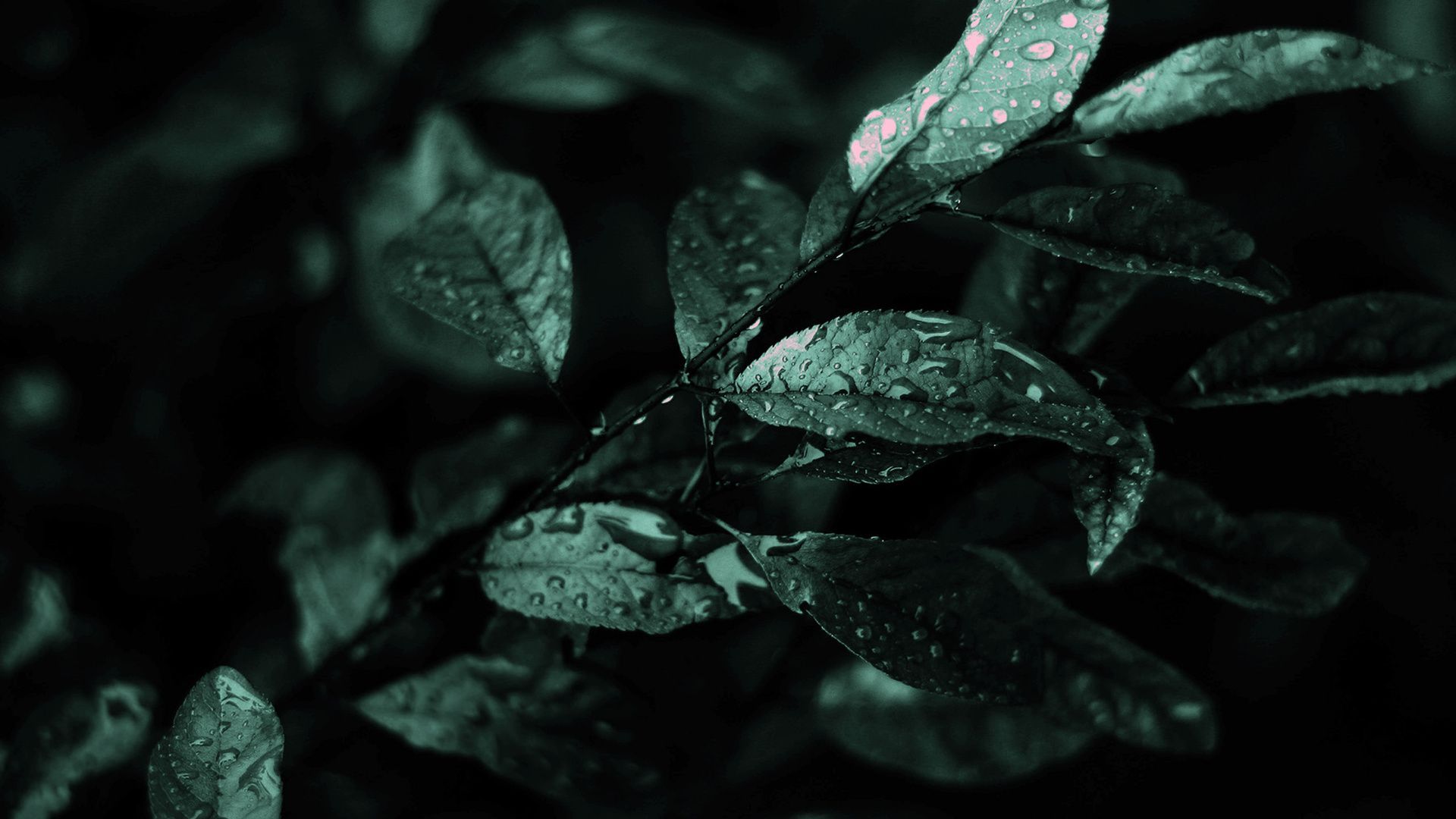 Dark Leaf Wallpapers