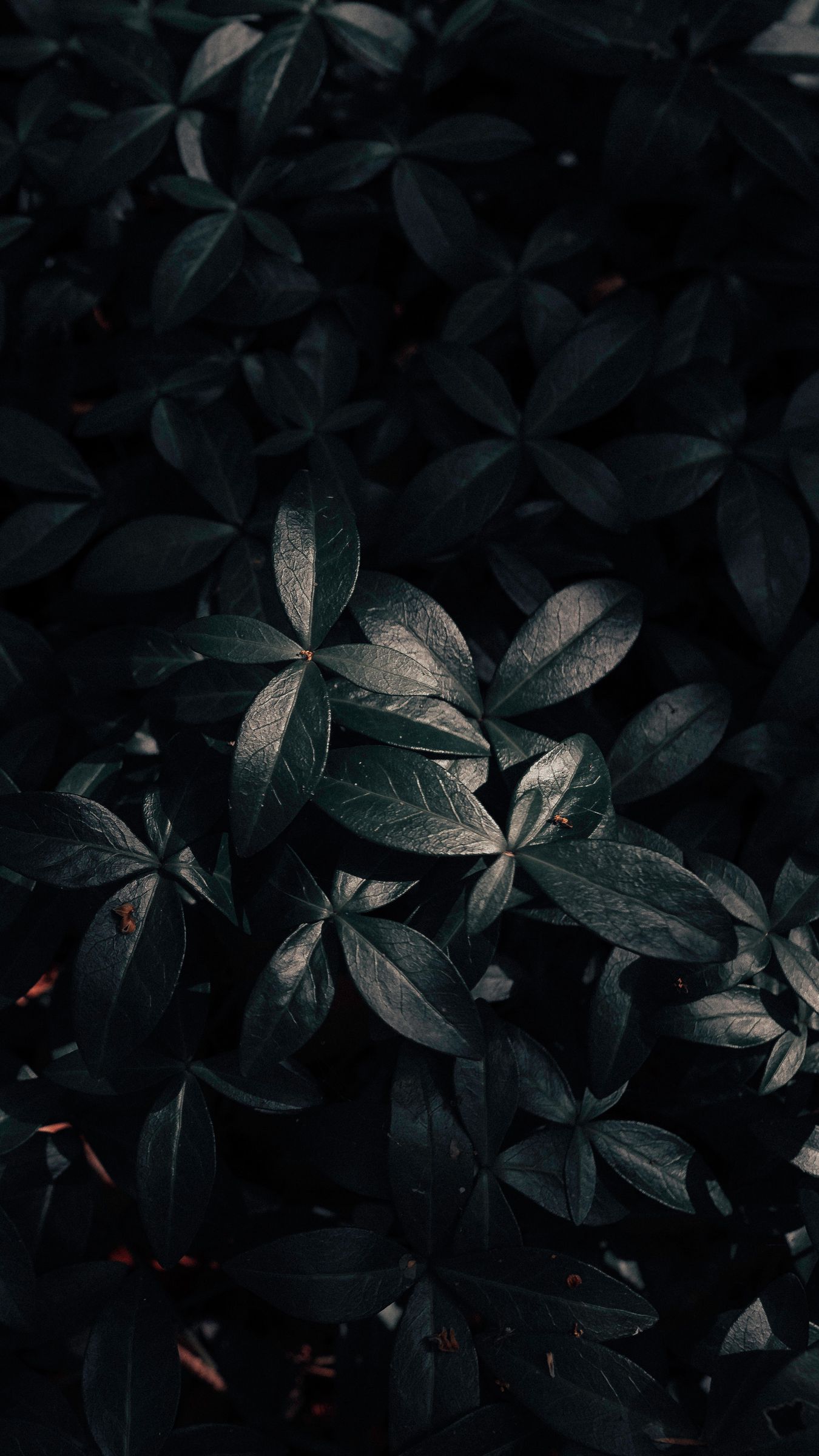 Dark Leaf Wallpapers