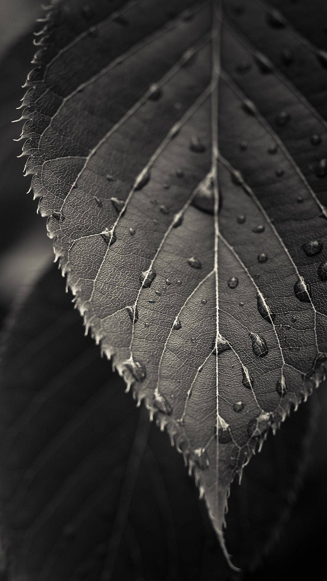 Dark Leaf Wallpapers