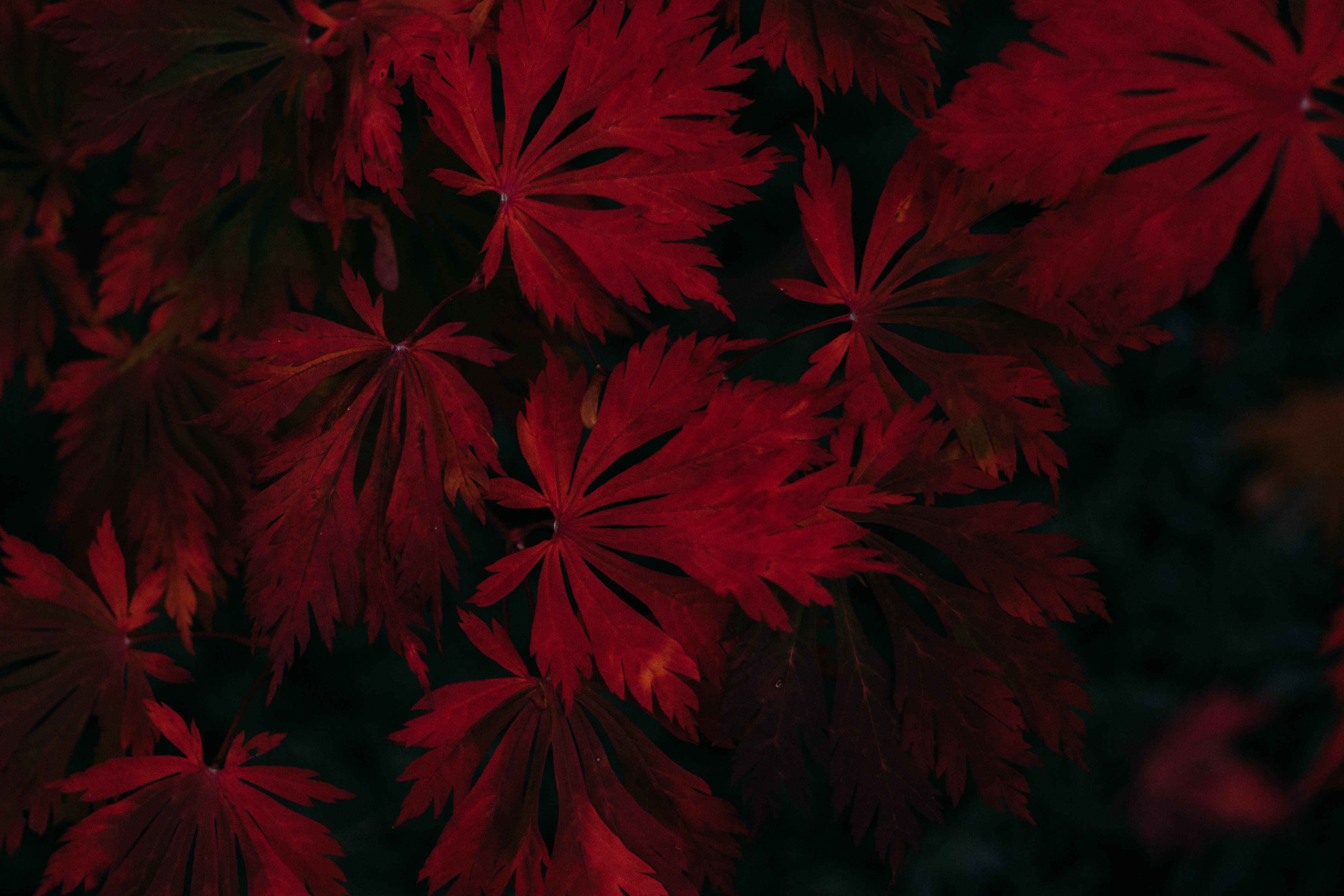 Dark Leaf Wallpapers