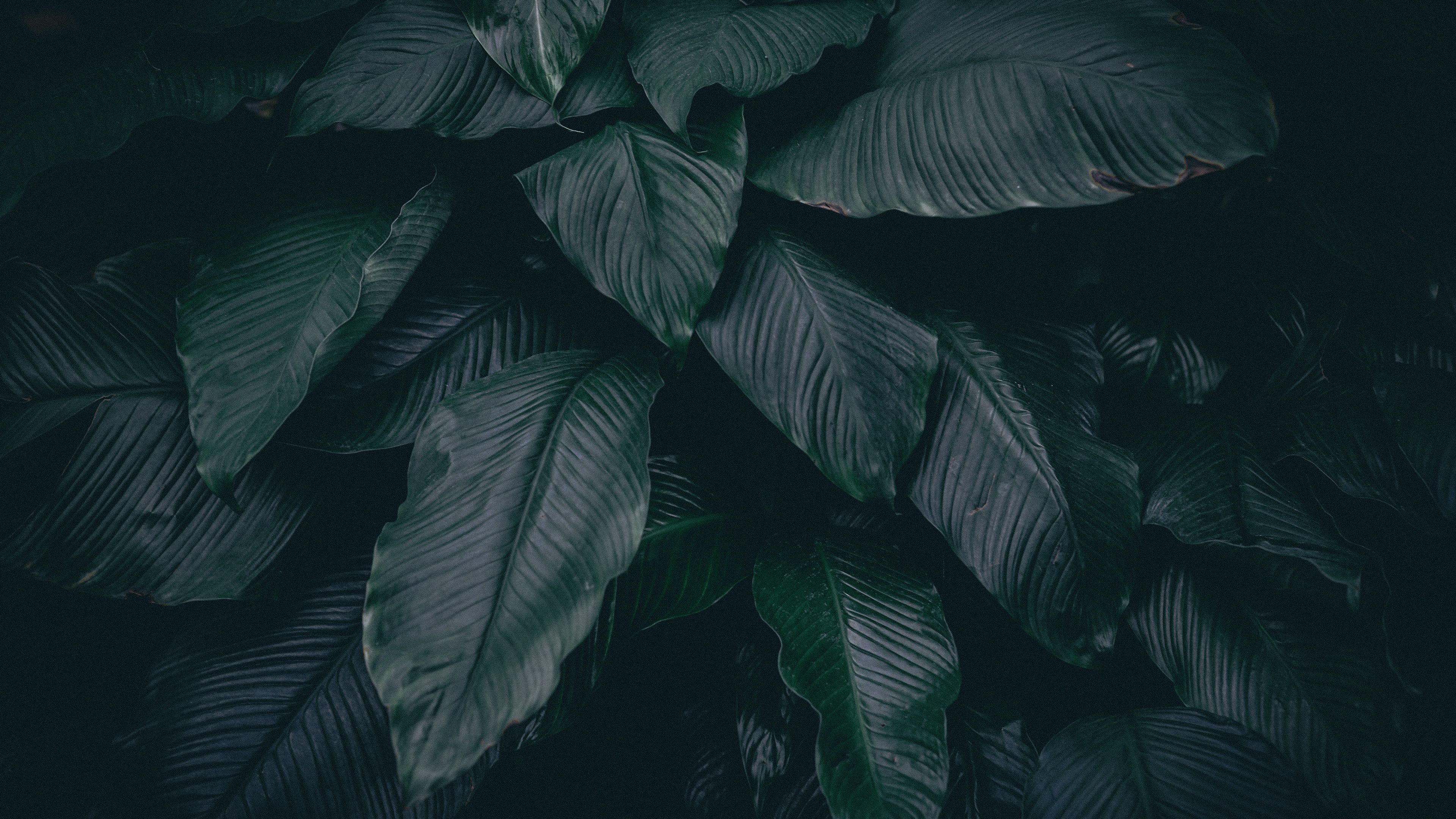 Dark Leaf Wallpapers