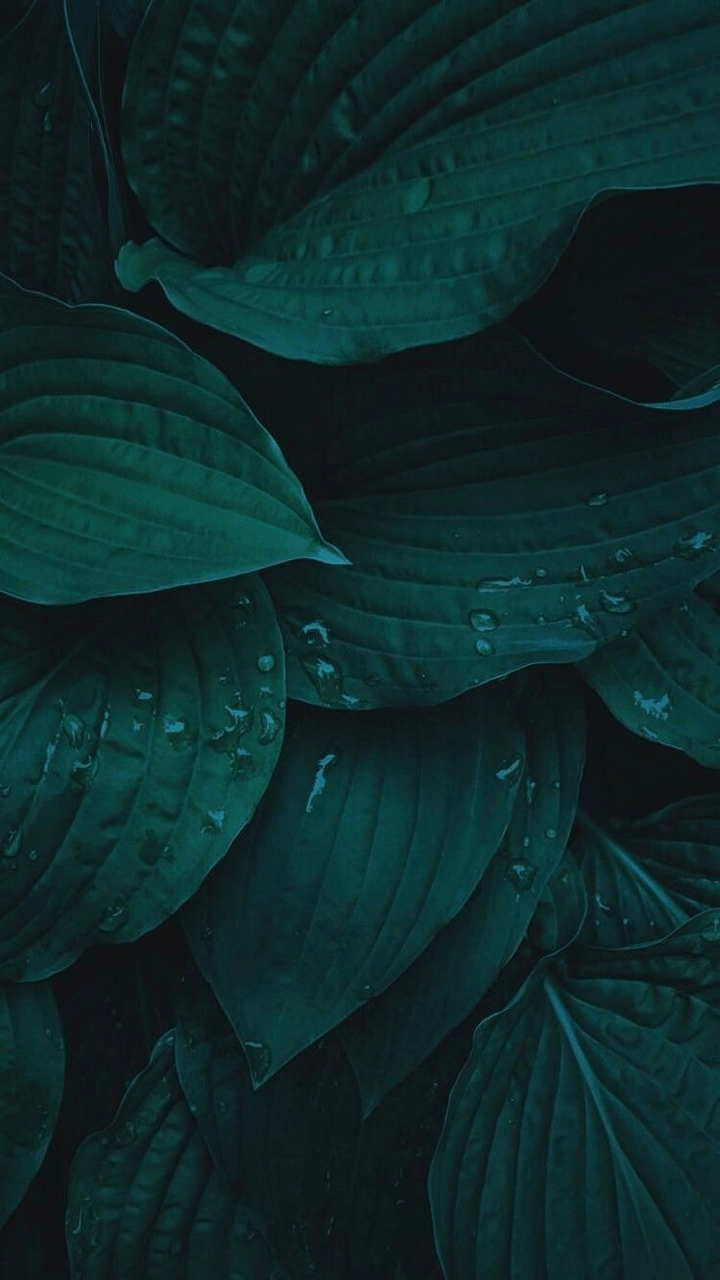 Dark Leaf Wallpapers