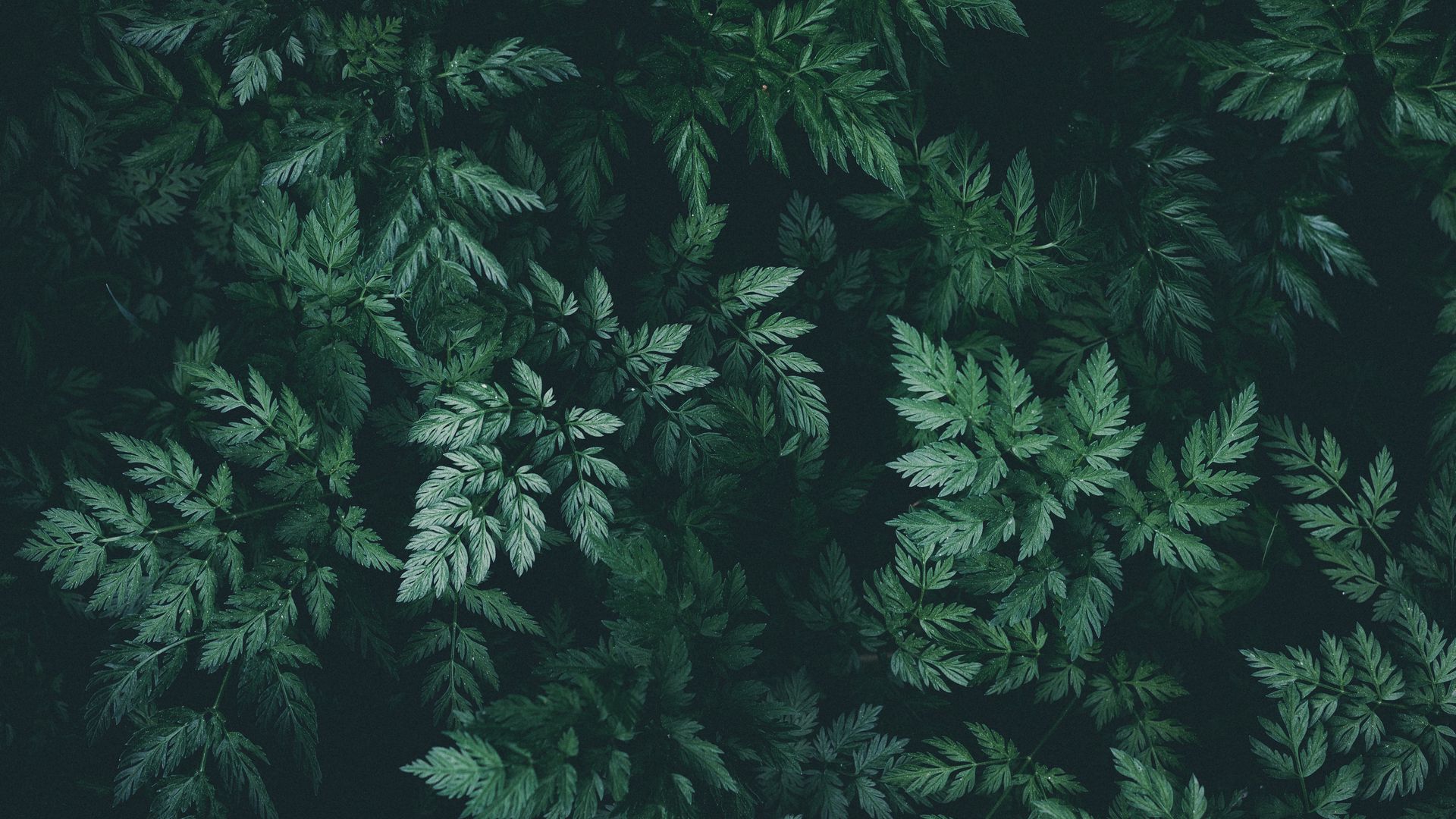 Dark Leaves Wallpapers