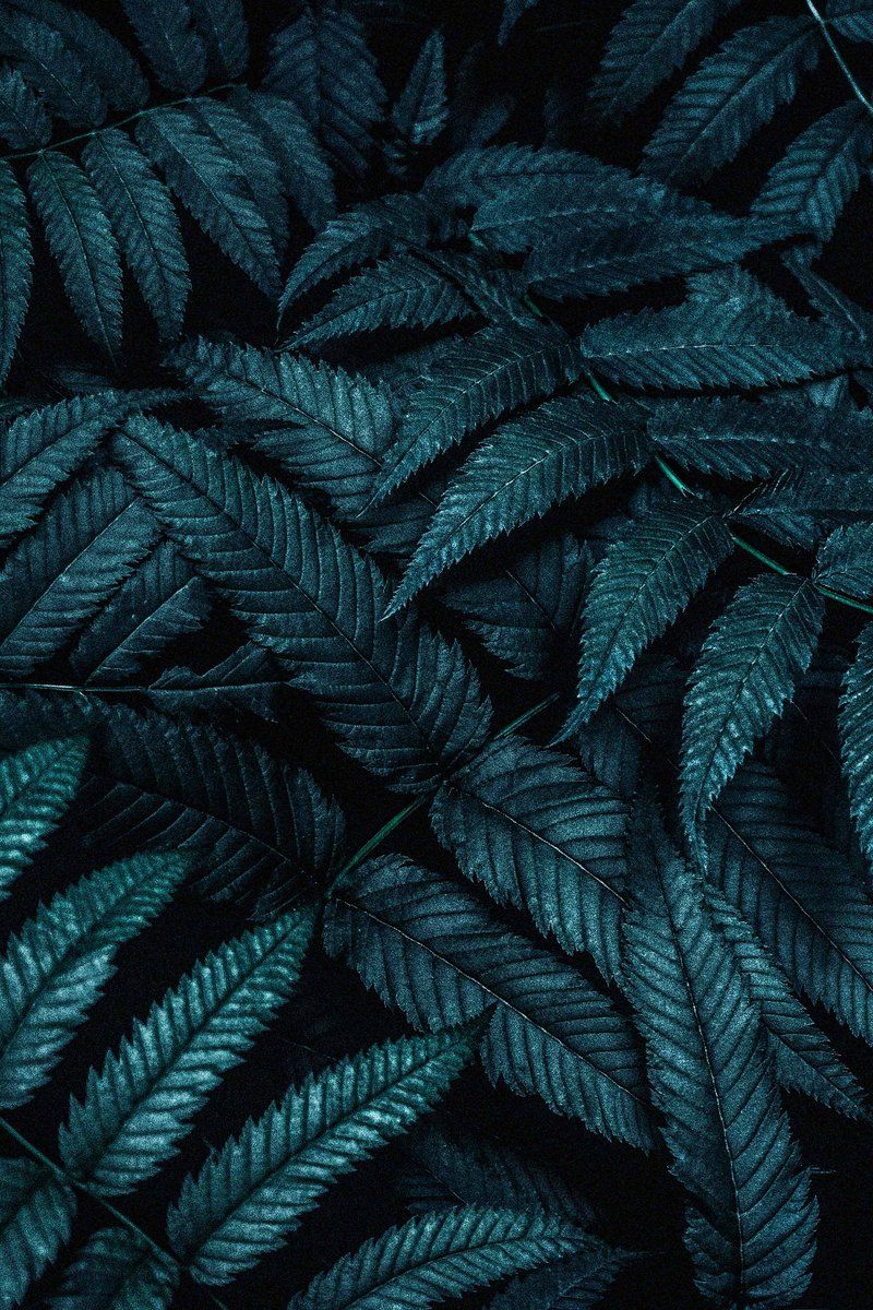 Dark Leaves Wallpapers