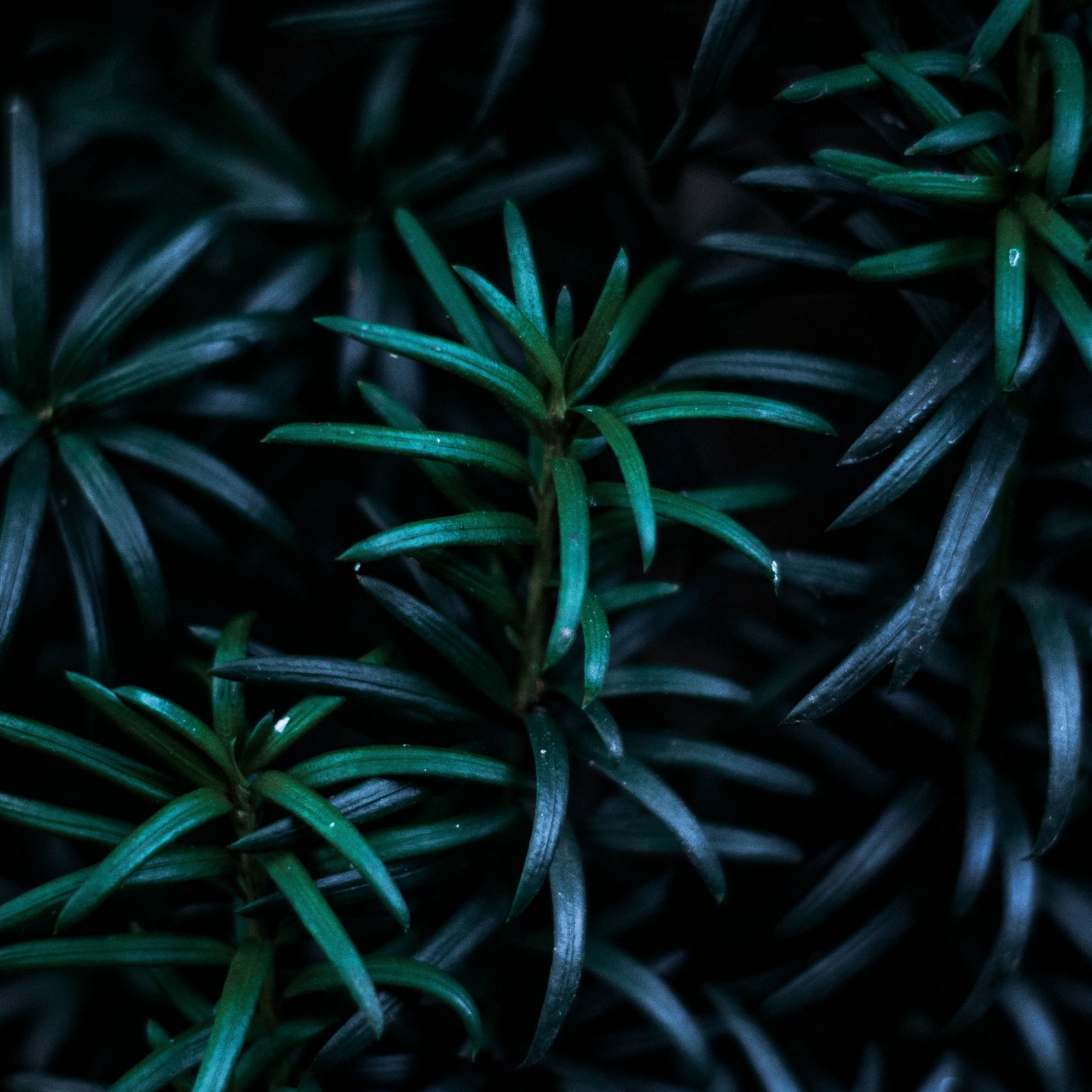 Dark Leaves Wallpapers