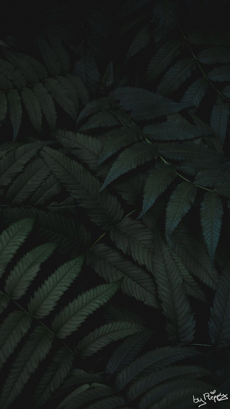 Dark Leaves Wallpapers