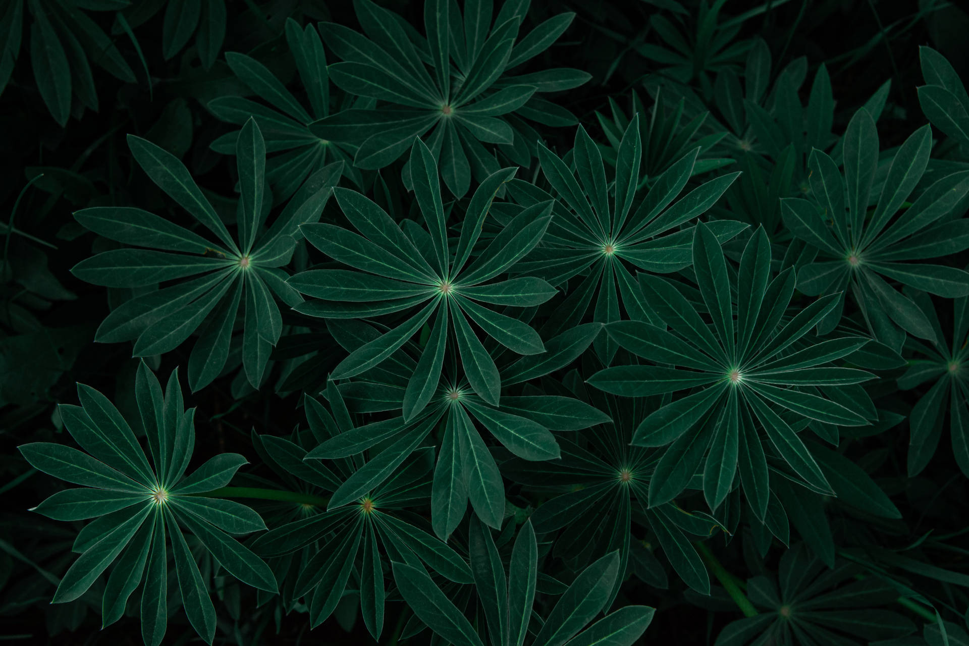 Dark Leaves Wallpapers