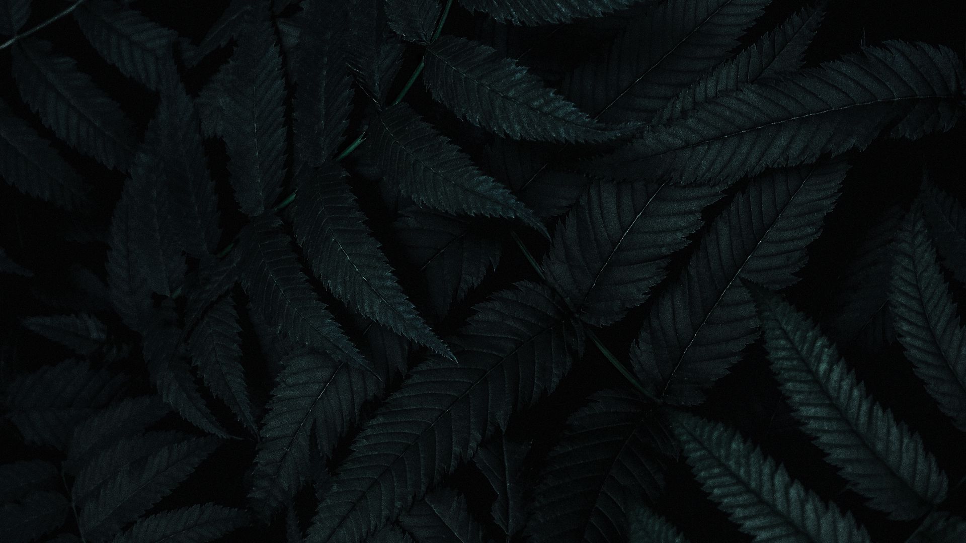 Dark Leaves Wallpapers