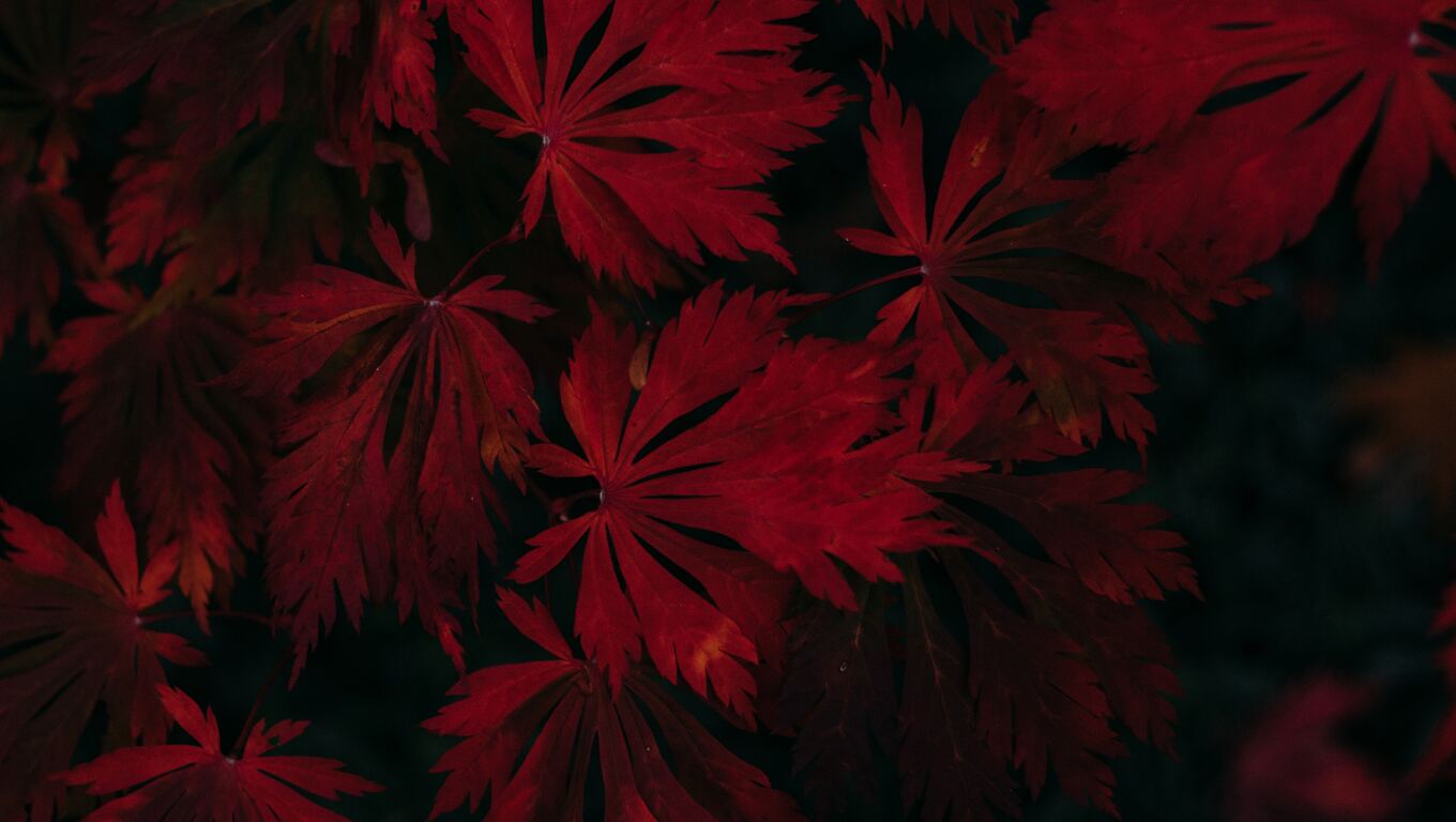 Dark Leaves Wallpapers