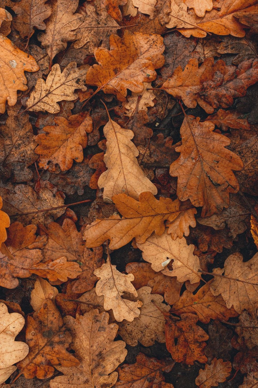 Dark Leaves Aesthetic Wallpapers