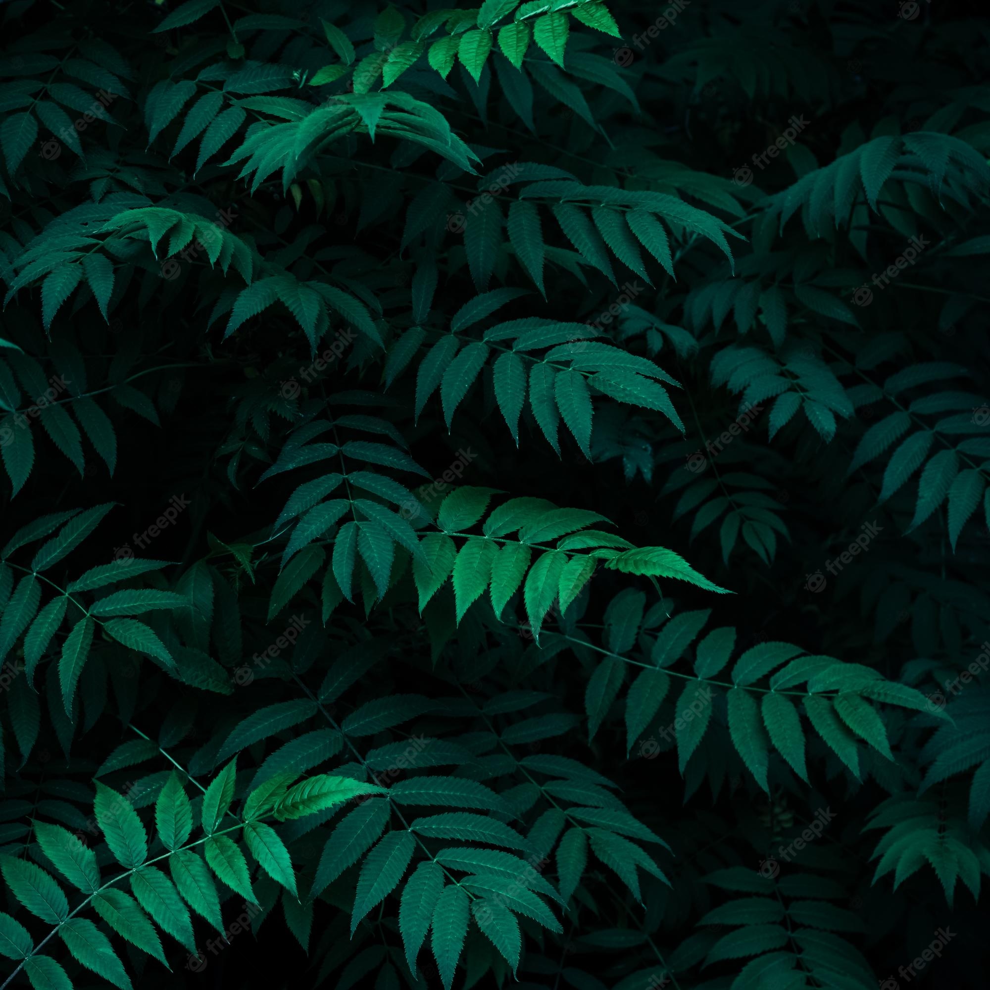 Dark Leaves Aesthetic Wallpapers