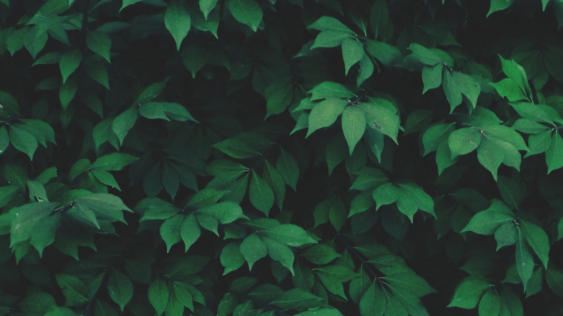 Dark Leaves Aesthetic Wallpapers