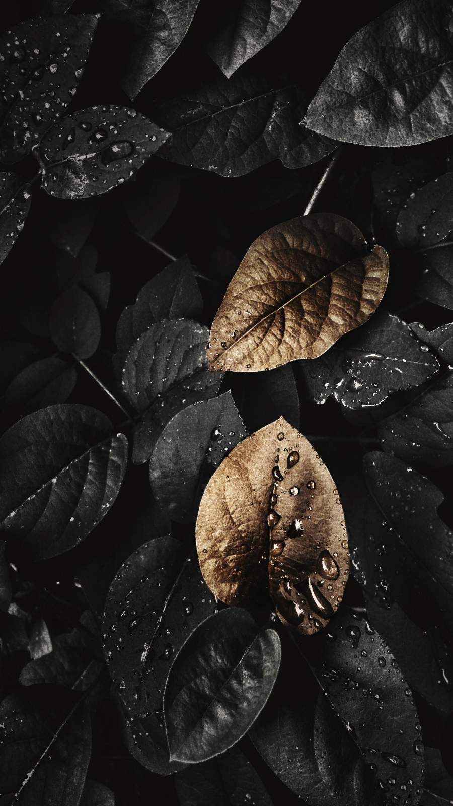 Dark Nature Iphone Wallpapers