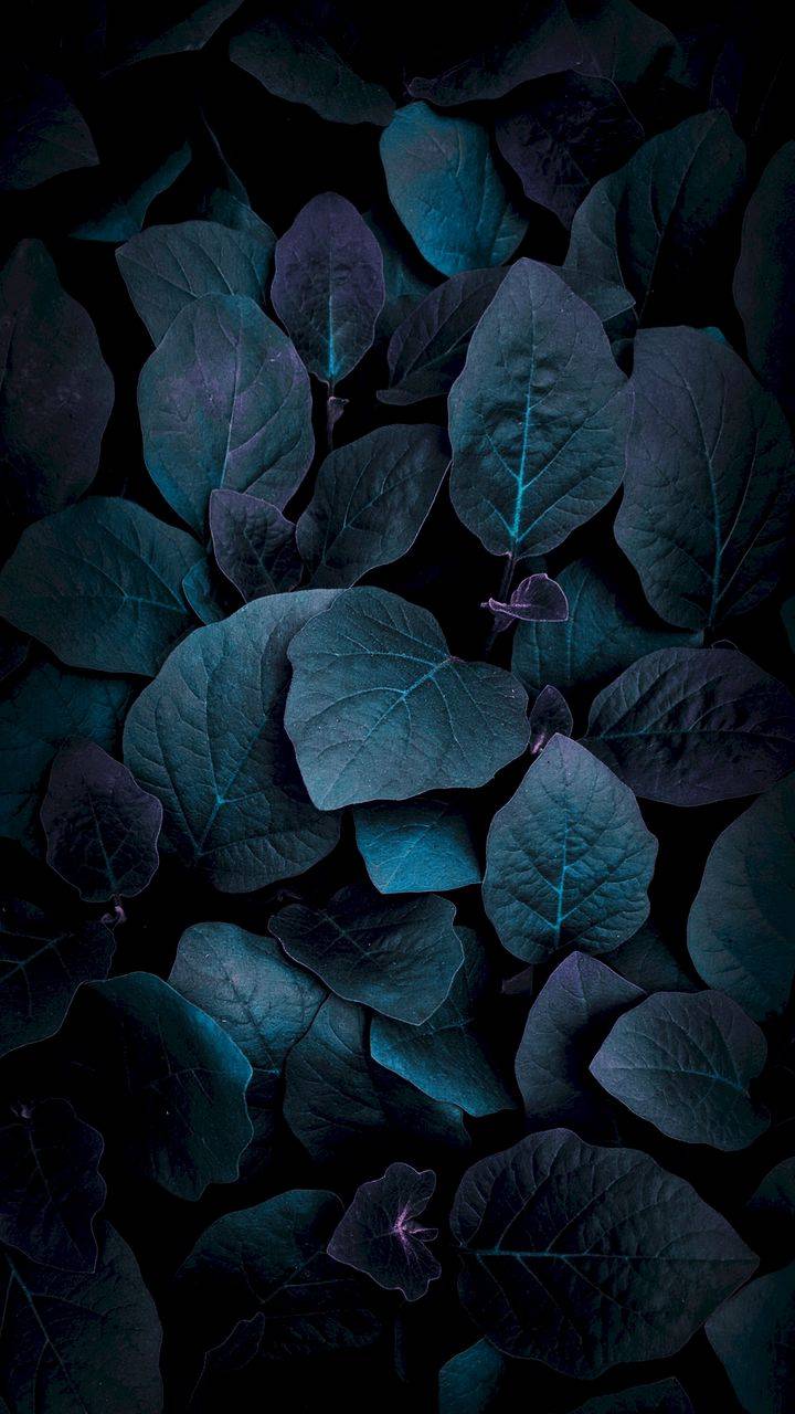 Dark Nature Iphone Wallpapers