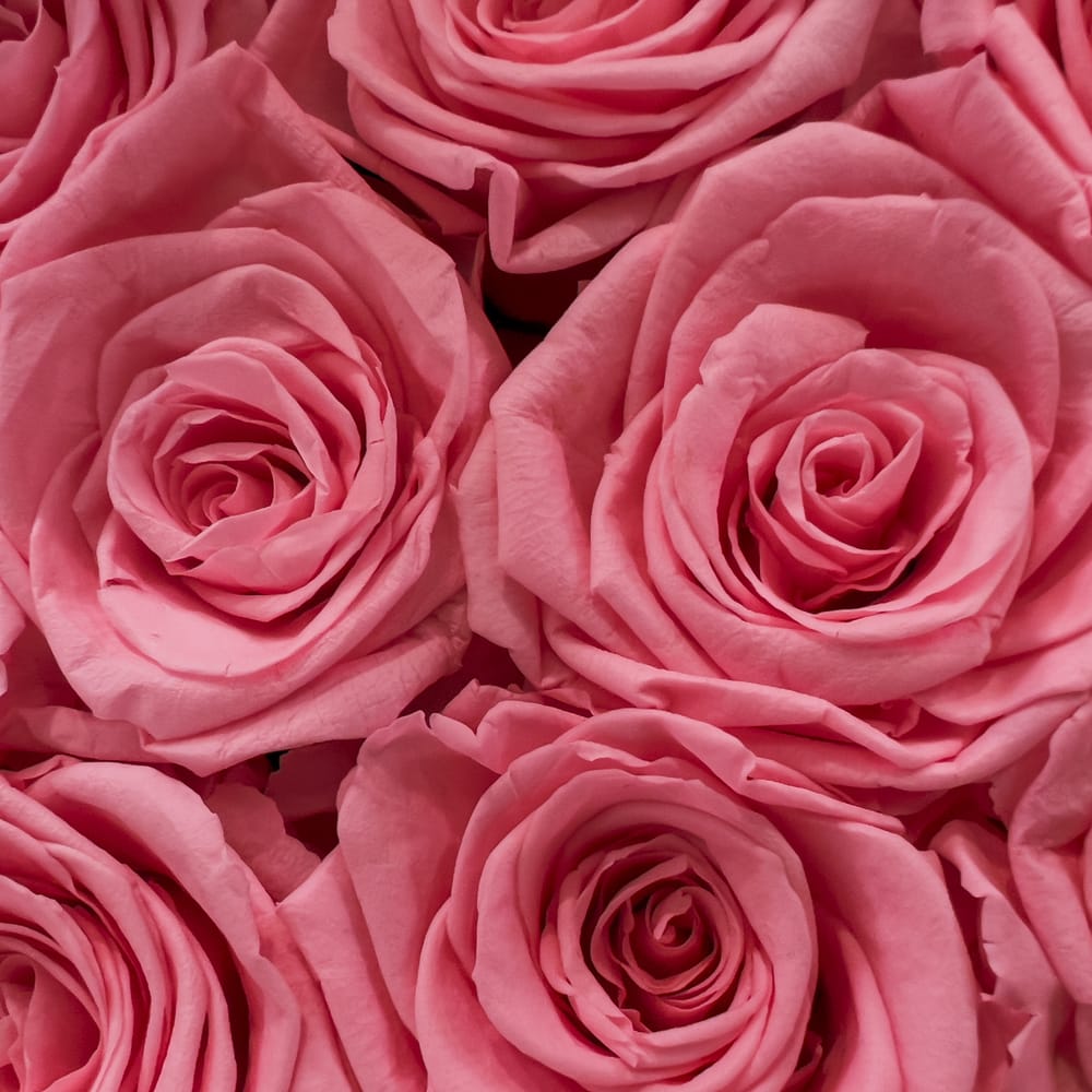 Dark Pink Roses Wallpapers