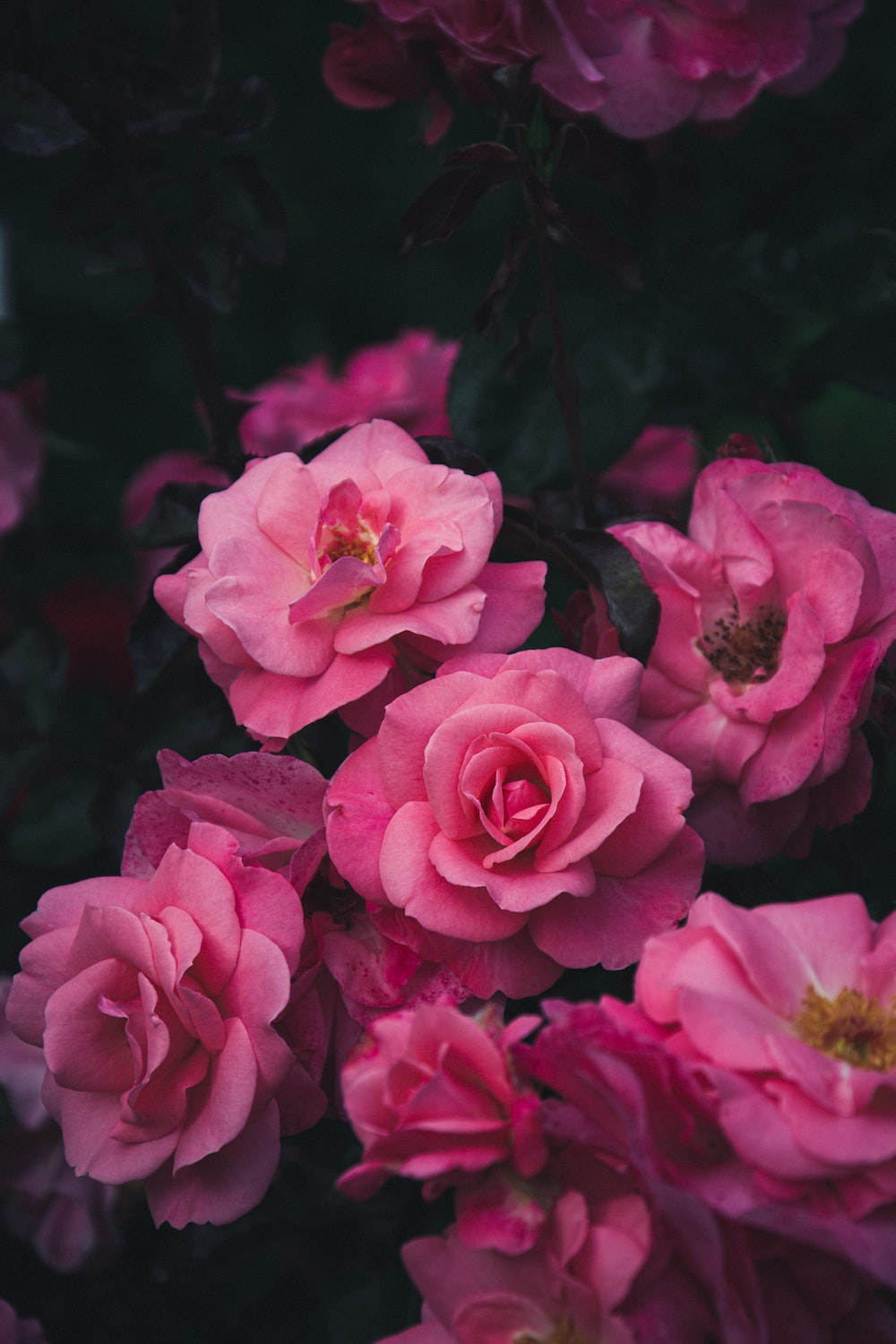 Dark Pink Roses Wallpapers