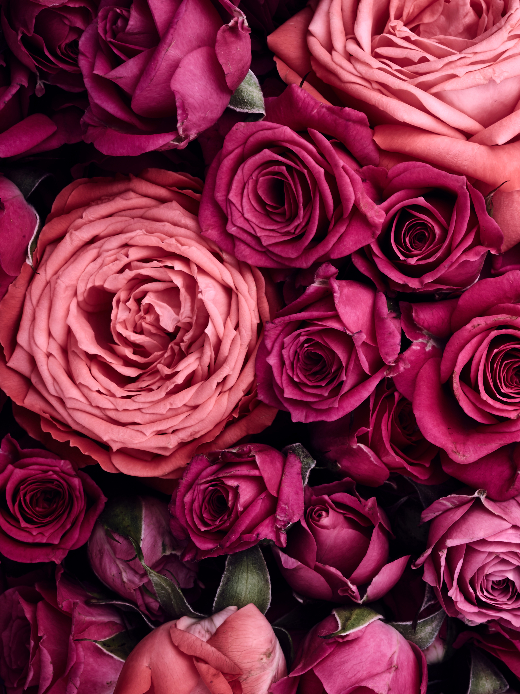 Dark Pink Roses Wallpapers