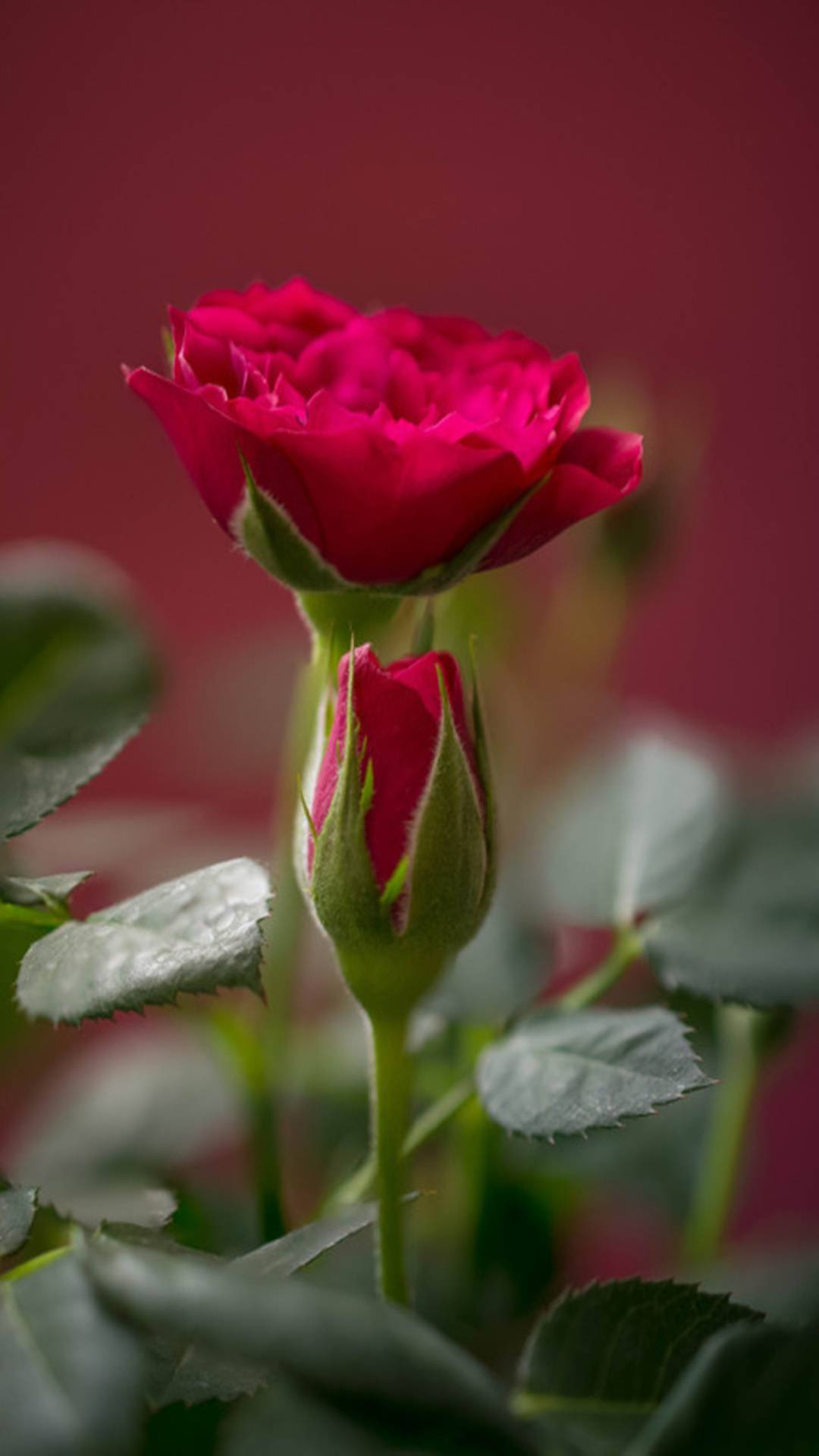 Dark Pink Roses Wallpapers