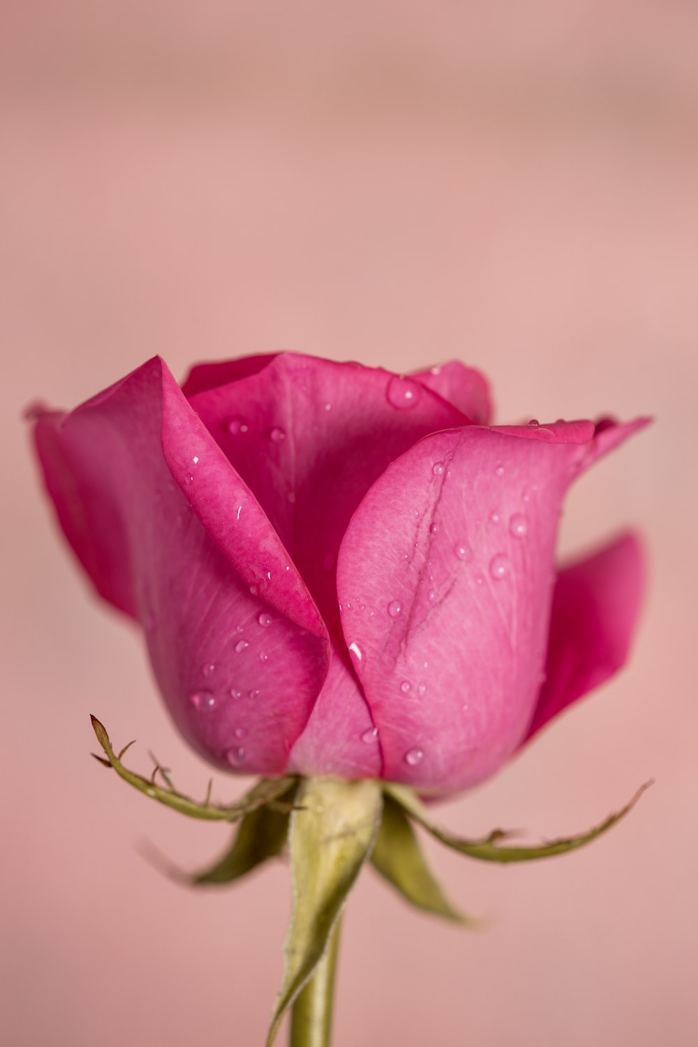 Dark Pink Roses Wallpapers