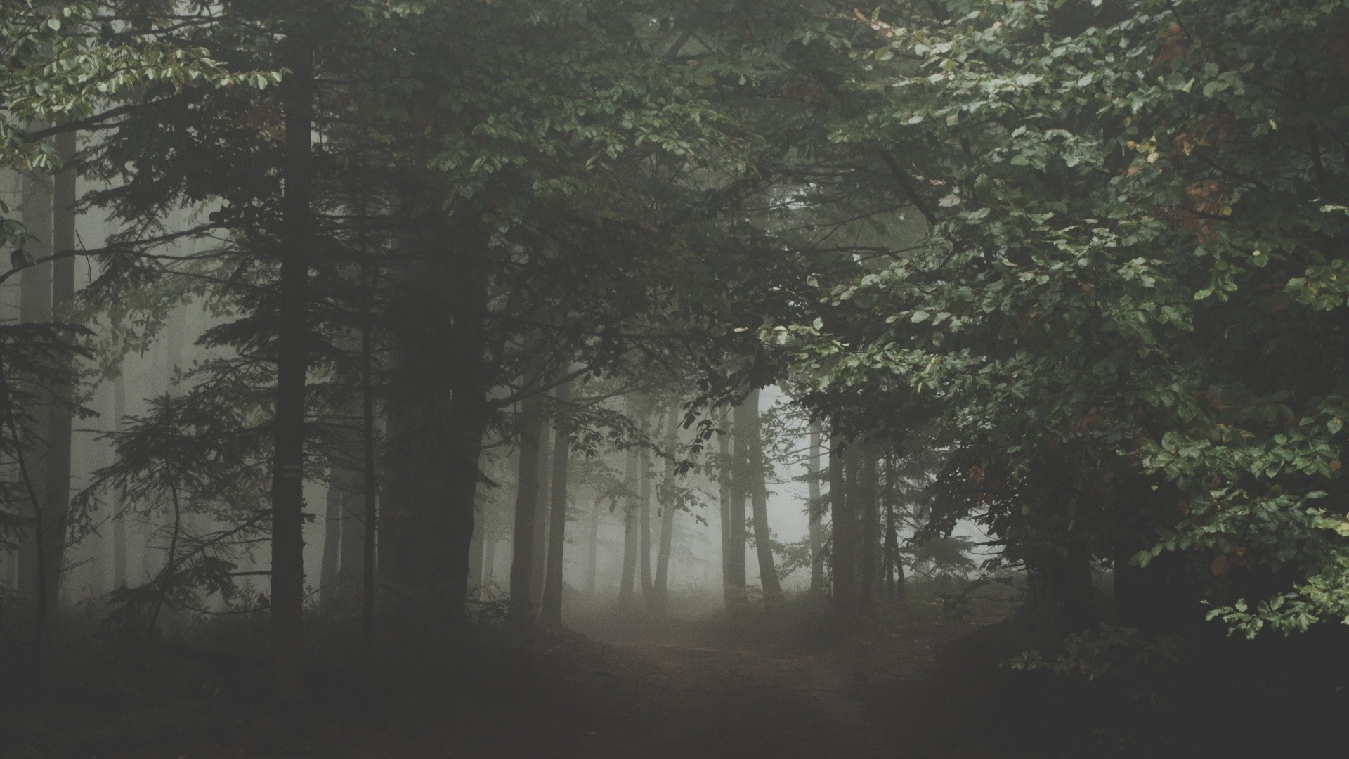 Dark Rainy Forest Wallpapers