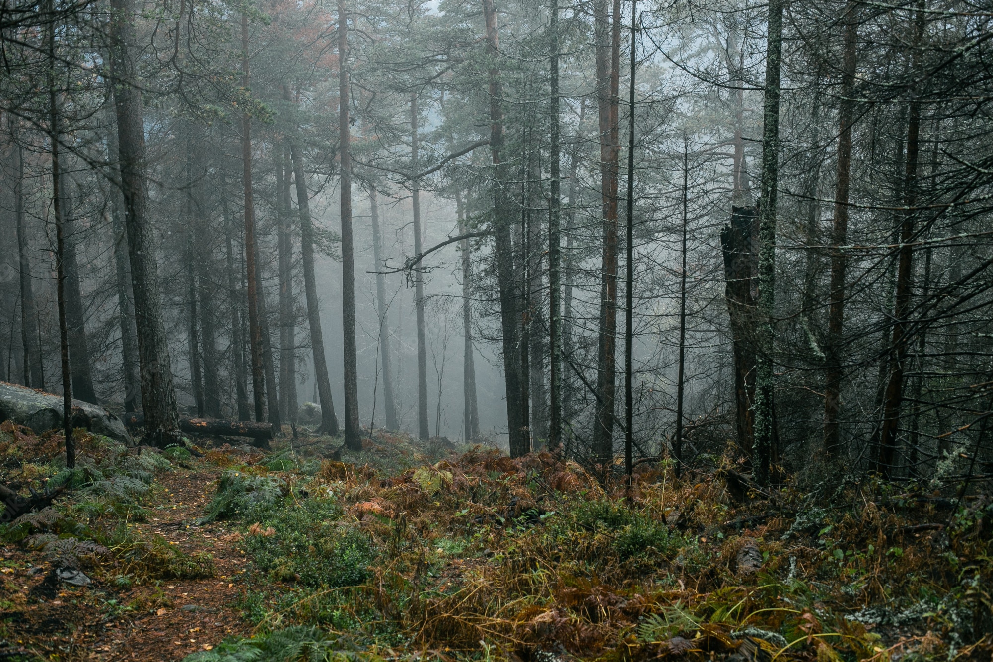 Dark Rainy Forest Wallpapers