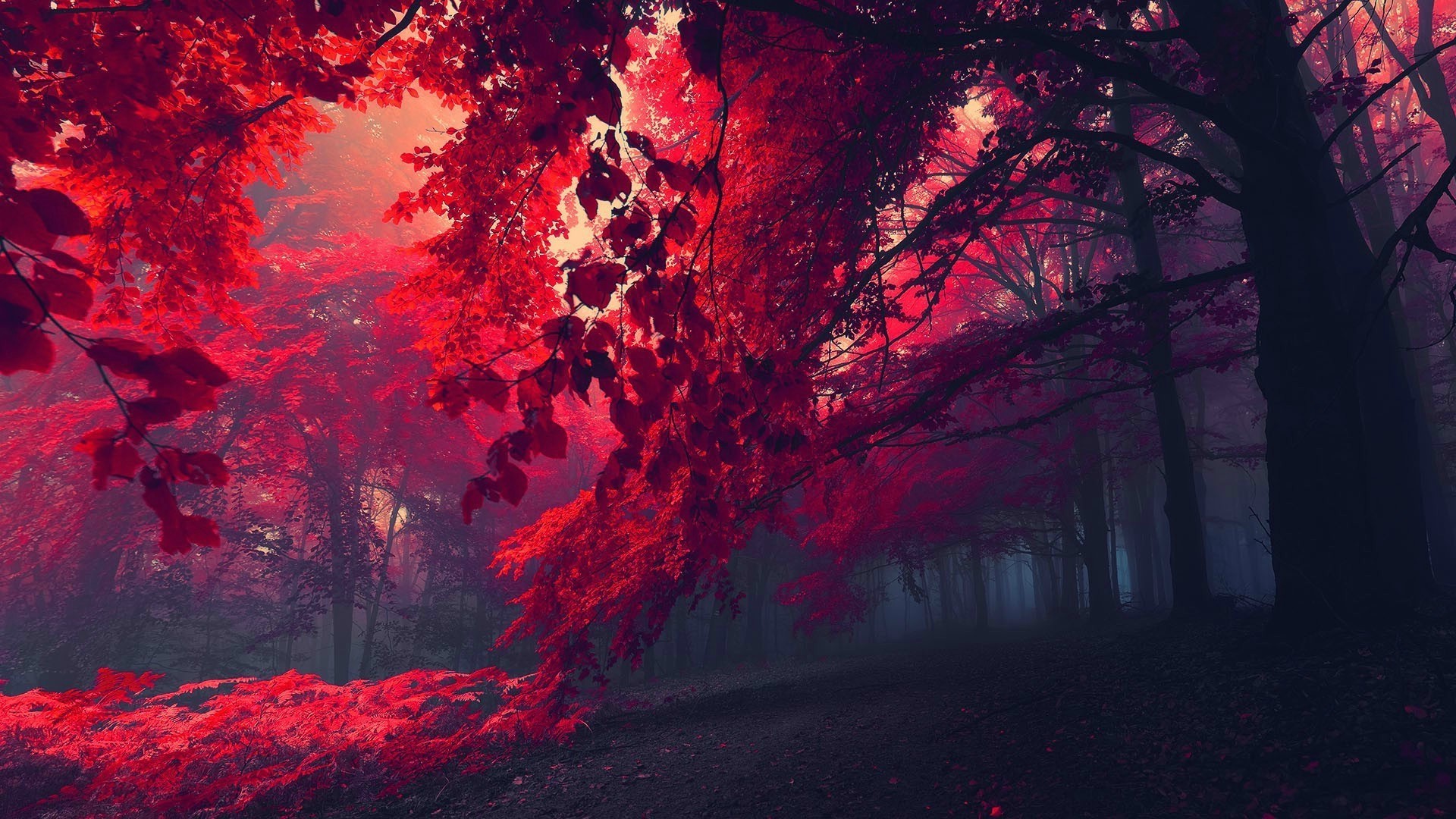 Dark Red Wallpapers