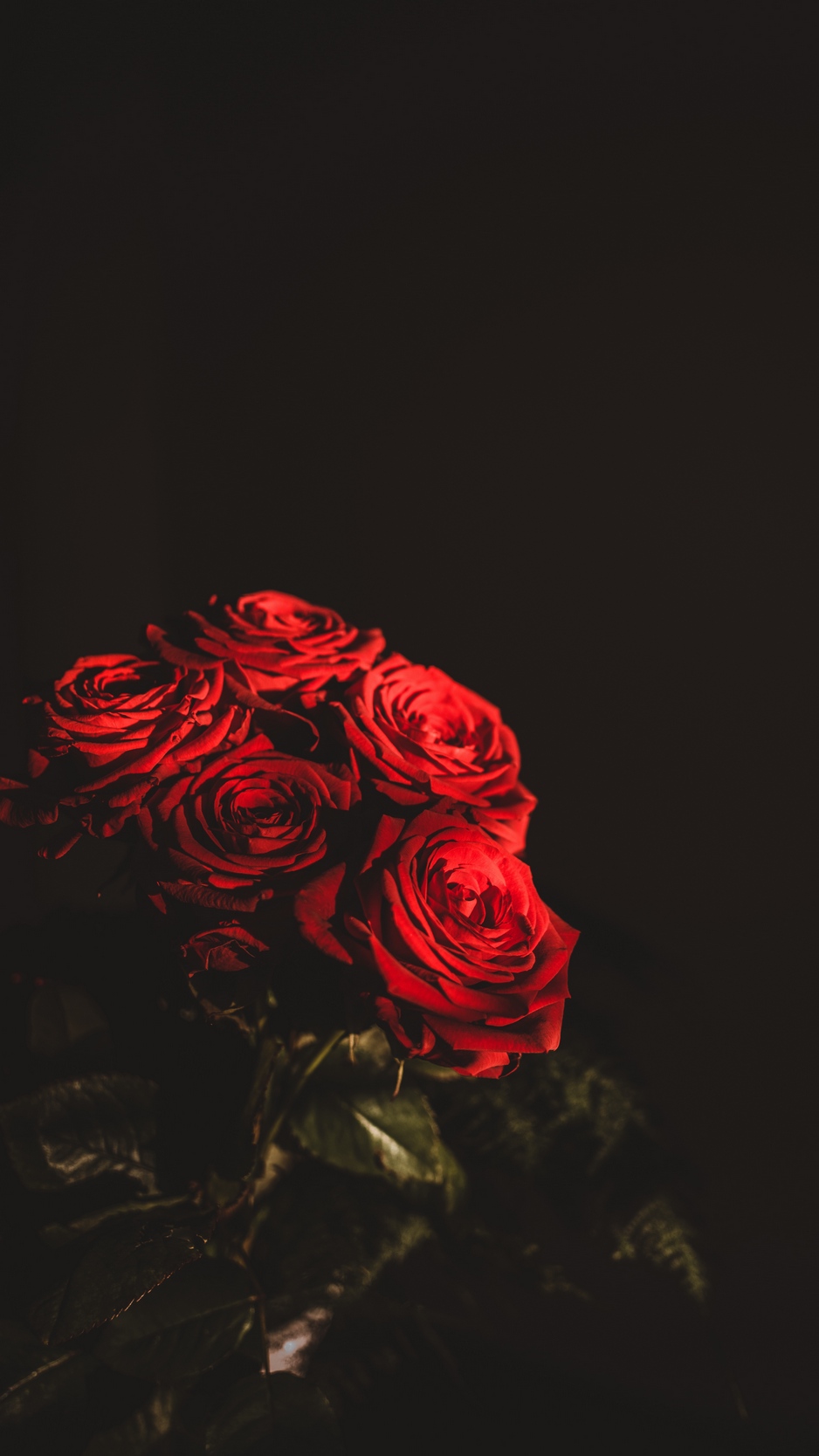 Dark Red Roses Wallpapers