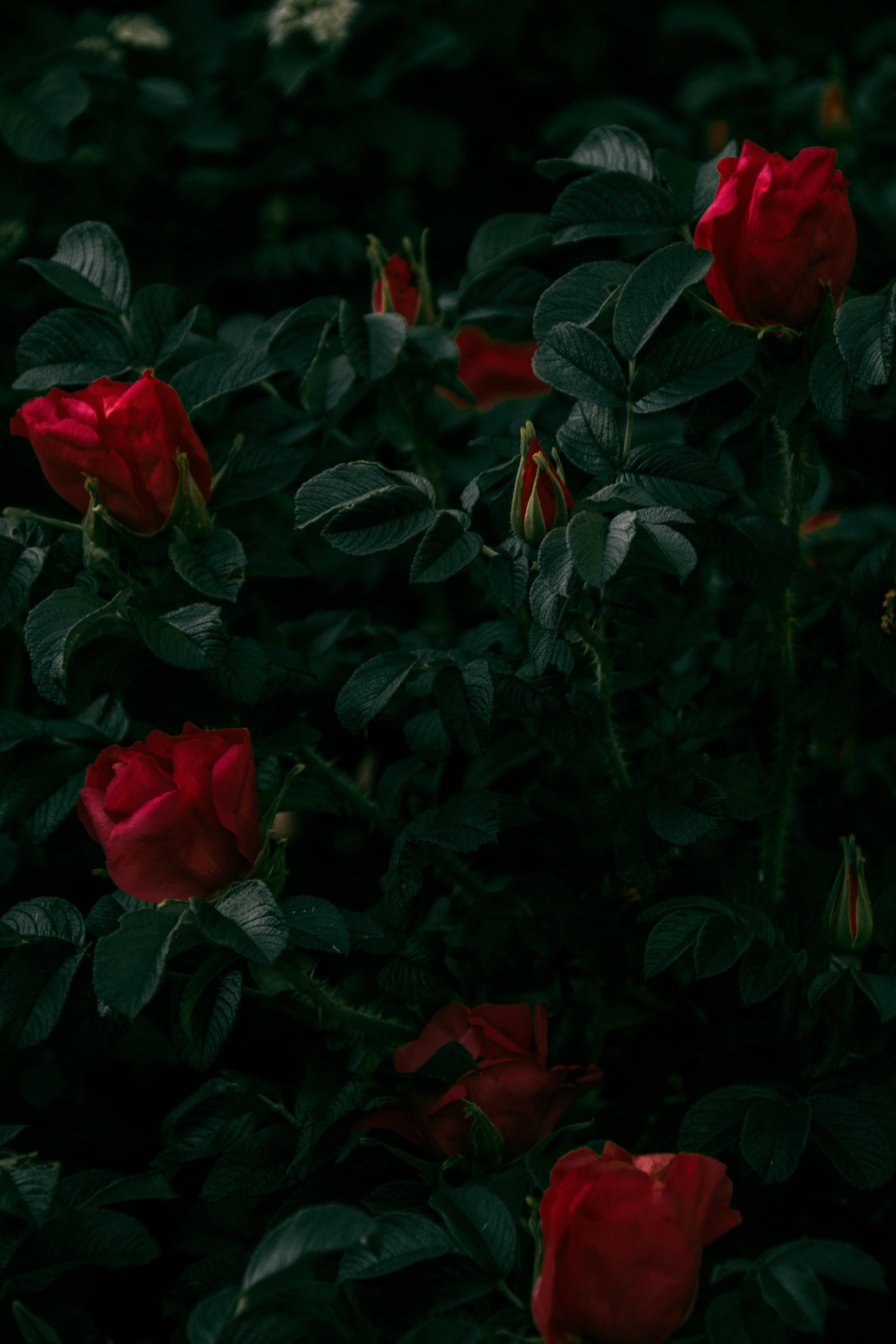 Dark Red Roses Wallpapers