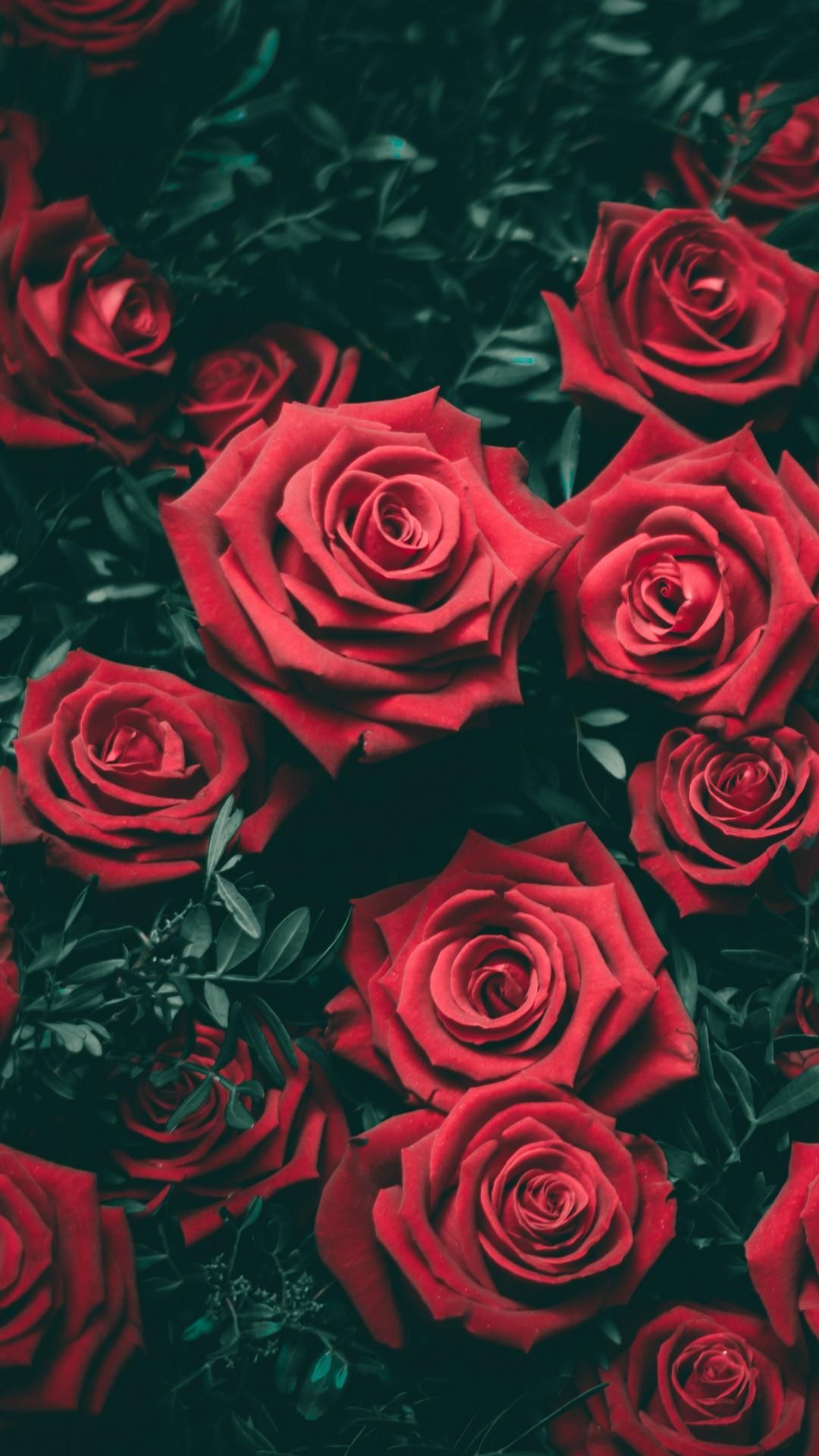 Dark Red Roses Wallpapers