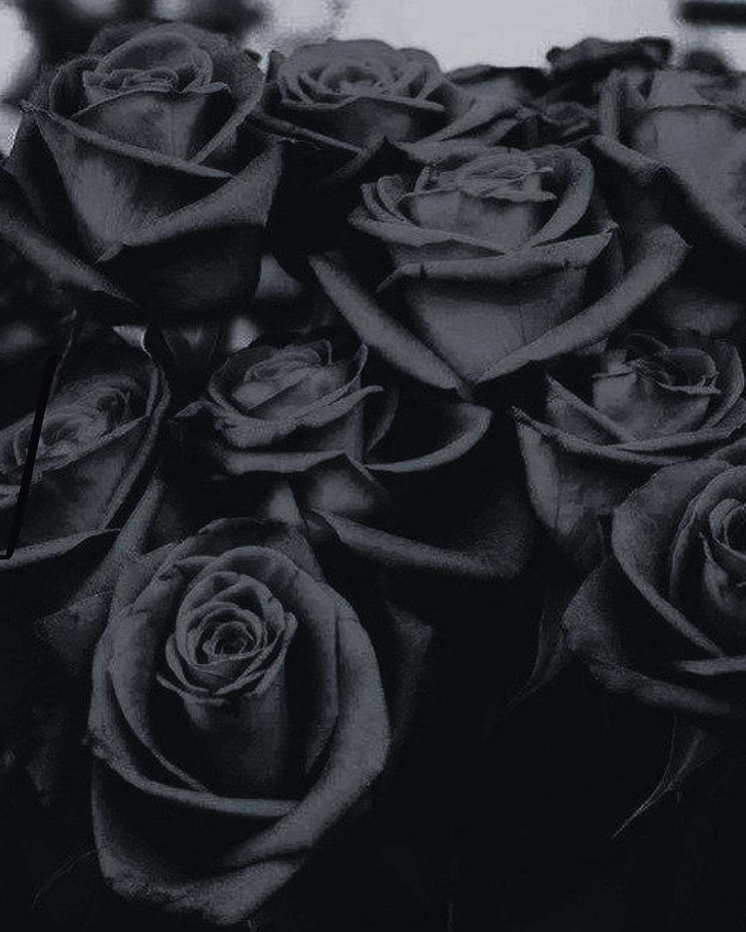 Dark Roses Aesthetic Wallpapers