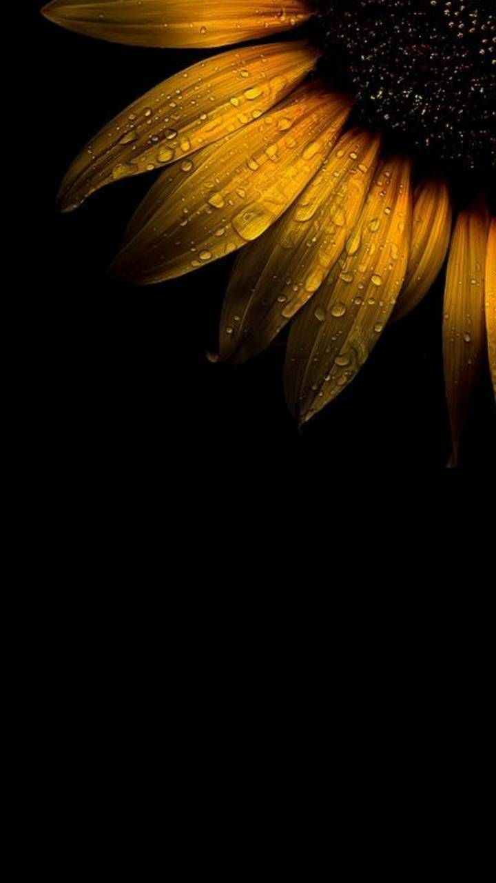 Dark Sunflower Wallpapers