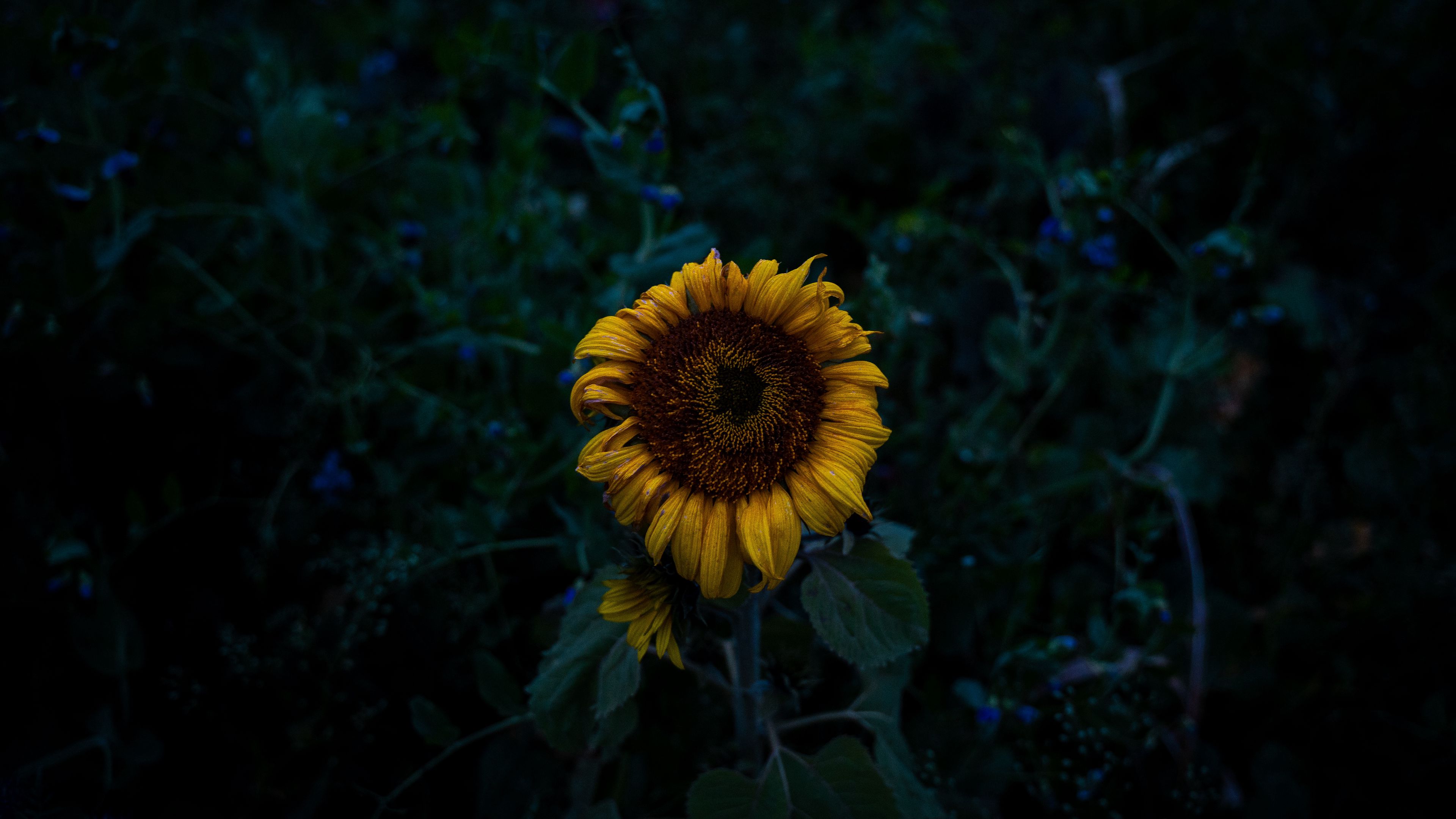 Dark Sunflower Wallpapers