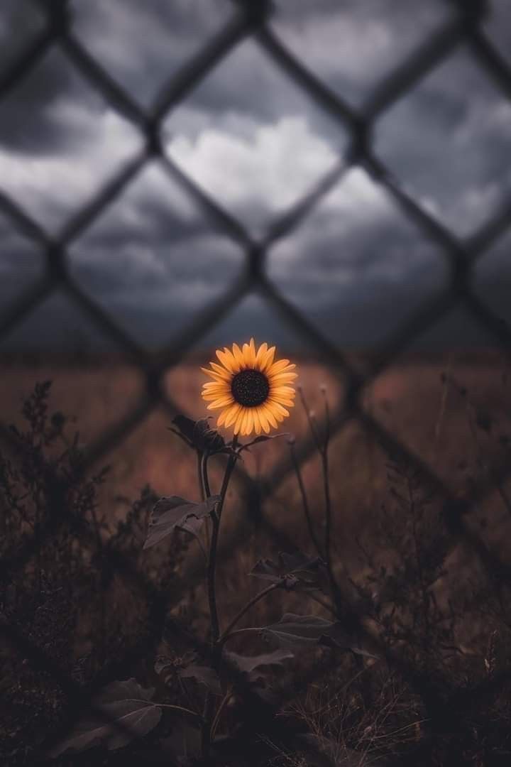 Dark Sunflower Wallpapers